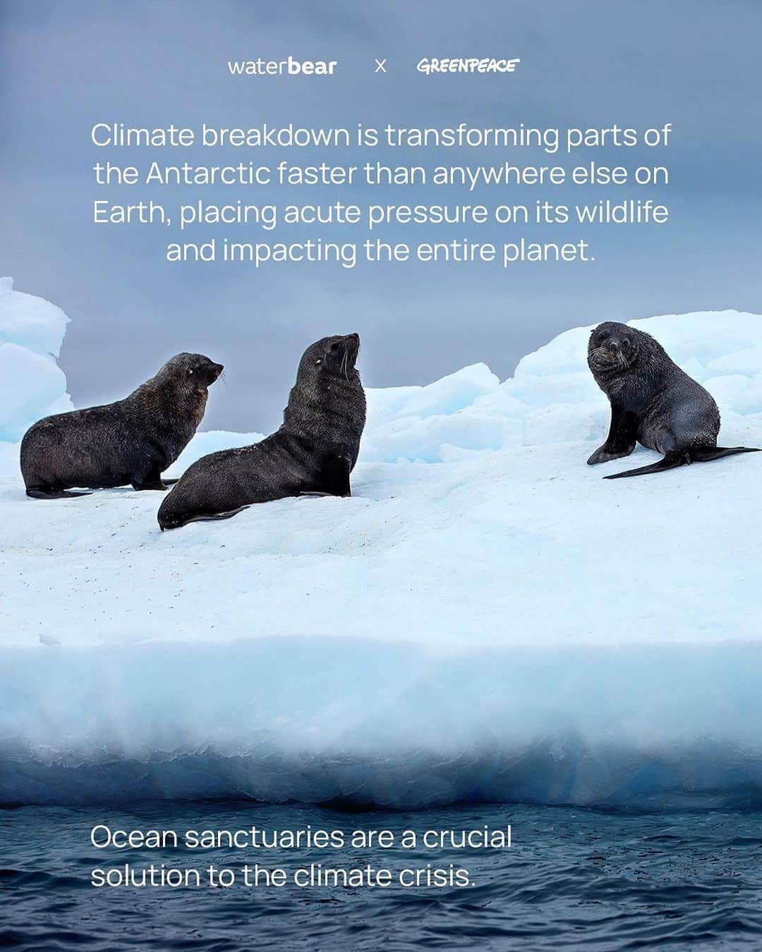 ジョン・コルタジャレナさんのインスタグラム写真 - (ジョン・コルタジャレナInstagram)「Climate breakdown is transforming parts of the Antarctic faster than anywhere else on Earth.  Ocean sanctuaries are a crucial solution to the climate crisis, but currently less than 5% of the Southern Ocean is fully protected.  We call on governments to protect Vulnerable Marine Ecosystems (VME’s) on the Antarctic seafloor and create new global ocean sanctuaries to safeguard our blue planet.  Because without the oceans, there is no life on this blue planet.  Protect the Oceans by signing and sharing the petition at the bio.   #protecttheoceans #protectthearctic #climateaction #greenpeace #waterbear」11月6日 2時04分 - jonkortajarena