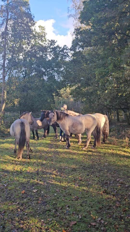 ファーン・コットンのインスタグラム：「My mum and dad volunteer to feed the local wild ponies once a week, so we tag along when we can. The ponies now know and trust my dad and gallop towards him when they hear his voice.  Its a beautiful thing to see them all surrounding him. He's also in his element. ❤️ Today, although a simple day, felt magical. Blue sky, autumnal colours and a long walk. 💙  Ps....this is an areanged volunteering rota. My parents signed up and communicate with the park rangers. (For people giving me shit.) ❤️」