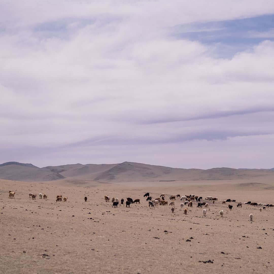 Johnstonsさんのインスタグラム写真 - (JohnstonsInstagram)「Our Young Herders programme in Mongolia is helping the next generation of Cashmere goat herders combine modern sustainability theories with traditional skills. Learn more about our work with the Sustainable Fibre Alliance through the link in our bio.⁣ ⁣ ⁣ ⁣ ⁣ ⁣ ⁣ ⁣ ⁣ #JohnstonsOfElgin #Cashmere #ResponsiblySourced #GrasslandPreservation #SustainableFibreAlliance」11月6日 2時20分 - johnstonsofelgin