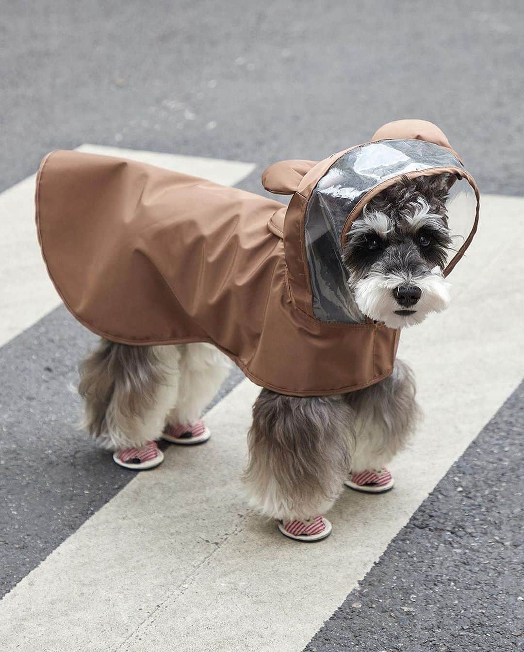 SHEINのインスタグラム：「Don't let surprise showers rain on your pupper's parade! 🌧🐕 Which critter raincoat would keep your little one dry & dapper all day: 🐸🐻🐼🐷🐔👇@petsinofficial  🔎15864889 15864896 15864889 21964058 15864913  #SHEIN #SHEINforAll #SHEINstyle #fashion #chic #saveinstyle #PETSIN」