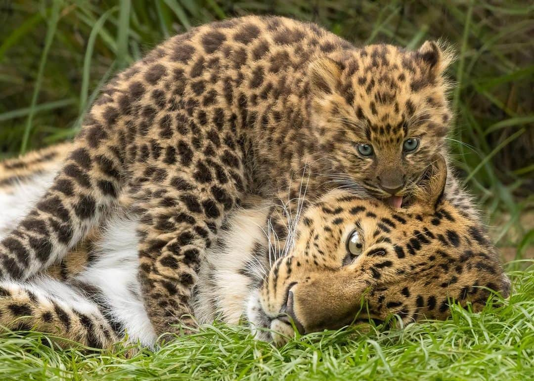 San Diego Zooさんのインスタグラム写真 - (San Diego ZooInstagram)「When you’re told you get an extra hour of sleep, but you forget you have children 😴  📸: Penny Hyde  #DaylightSavings #TeamNoSleep #AmurLeopard #SanDiegoZoo」11月6日 2時30分 - sandiegozoo