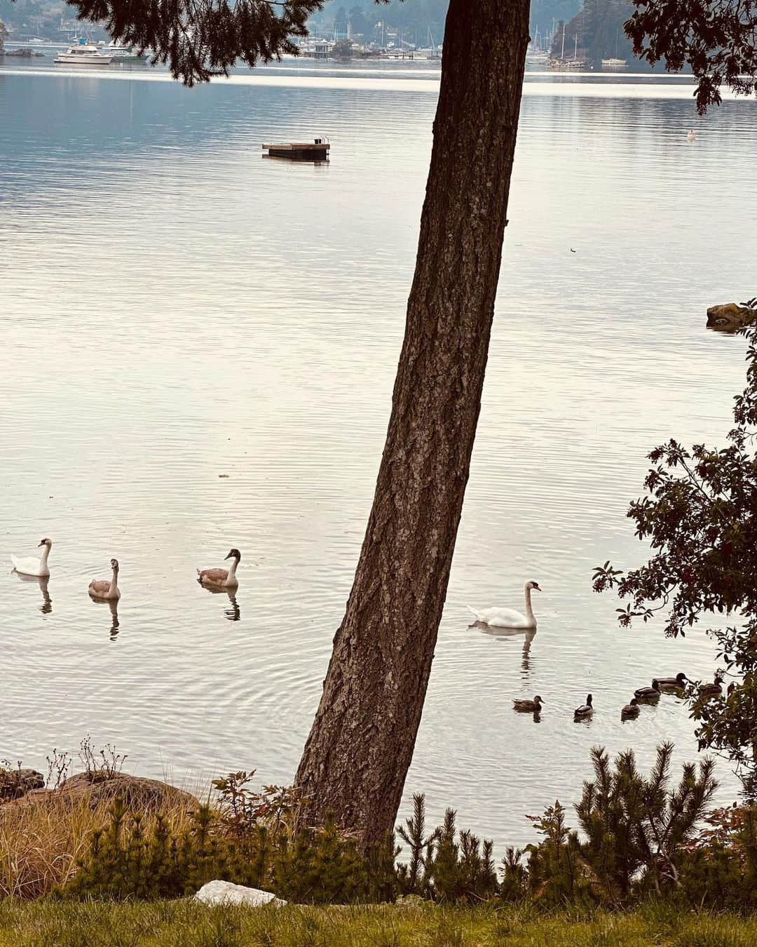 ハンナ・シモンさんのインスタグラム写真 - (ハンナ・シモンInstagram)「OH CANADA (full of all my best friends: old smiling trees/ deep waters with full red moons/ wine tastings on tiny islands/ romantic swans on dates/ cozy floating fires and BABY GOATS/ 🇨🇦」11月6日 3時04分 - therealhannahsimone