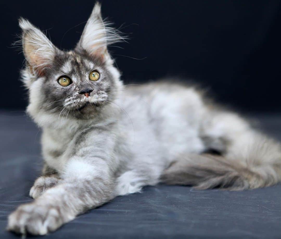 МейнКун MaineCoon Питомникのインスタグラム：「Невероятная красавица✨Маруся✨, ласковая❤️общительная❤️ очень умная❤️ ищет мам- пап🌹」