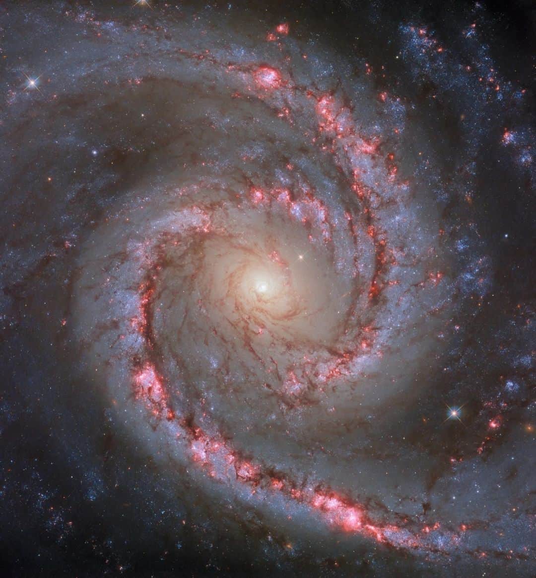 NASAのインスタグラム：「Sometimes Hubble wants to dance with somebody... galaxy! Hubble captured this image of galaxy NGC 1566, known as the ‘Spanish Dancer Galaxy.’ This galaxy got its nickname from the vivid and dramatic swirling lines of its spiral arms and colors.   Image description: A spiral galaxy. The entire galaxy is displayed, centered and face-on to the viewer. It has two spiral arms that each make only a half-turn from start to finish, resembling the shape of a comma. Lanes of dark dust follow the arms into the center, and split into many fibers that swirl around the glowing galactic core. Bright pink blooms along the arms show areas of new star formation.」