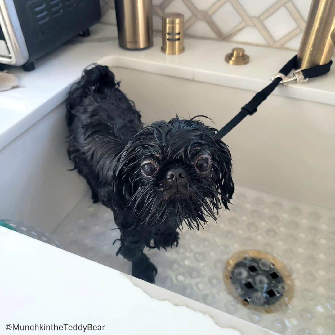 Original Teddy Bear Dogのインスタグラム：「I thought Sunday was supposed to be funday?! 🛀😡🍫🖤」