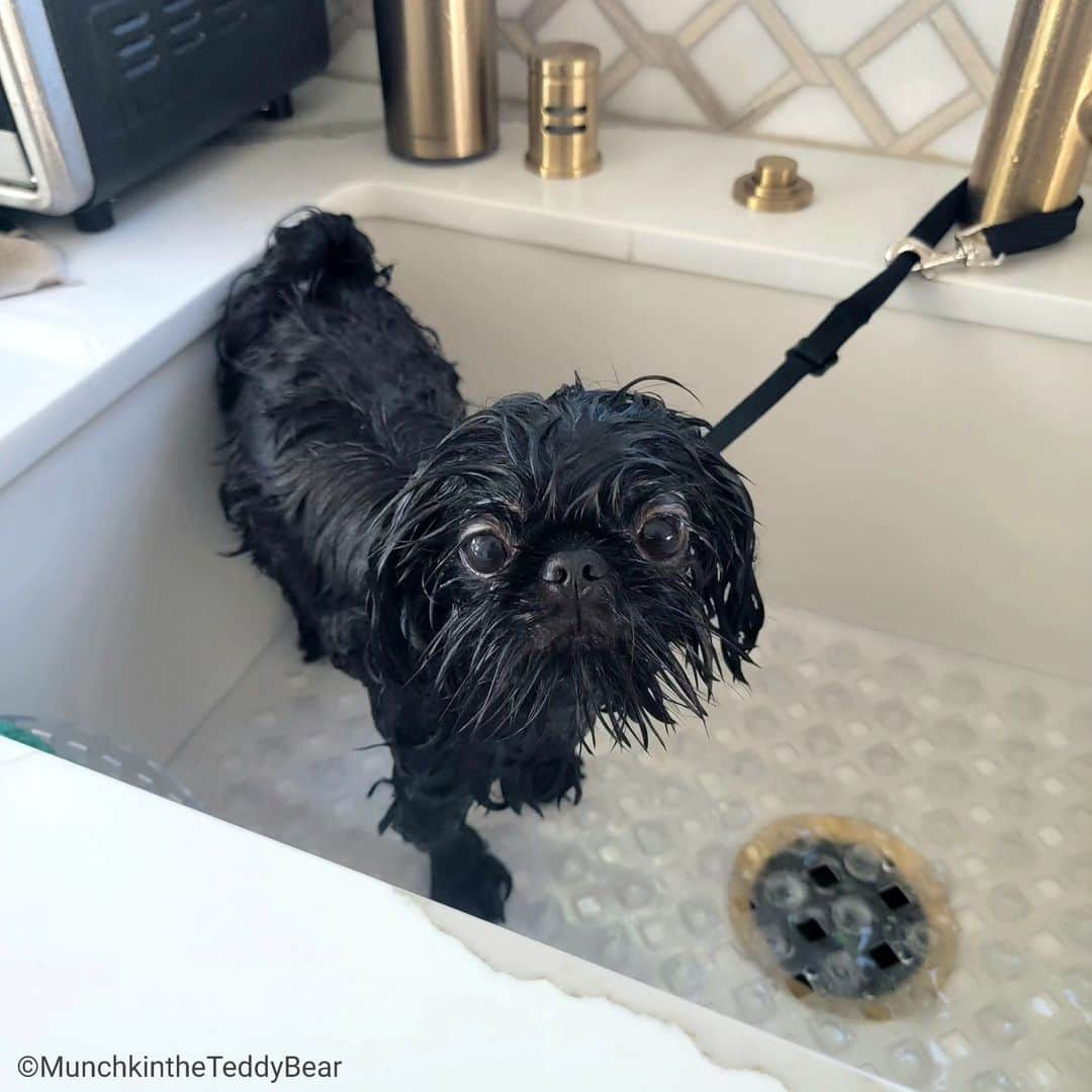 Original Teddy Bear Dogさんのインスタグラム写真 - (Original Teddy Bear DogInstagram)「I thought Sunday was supposed to be funday?! 🛀😡🍫🖤」11月6日 5時11分 - munchkintheteddybear