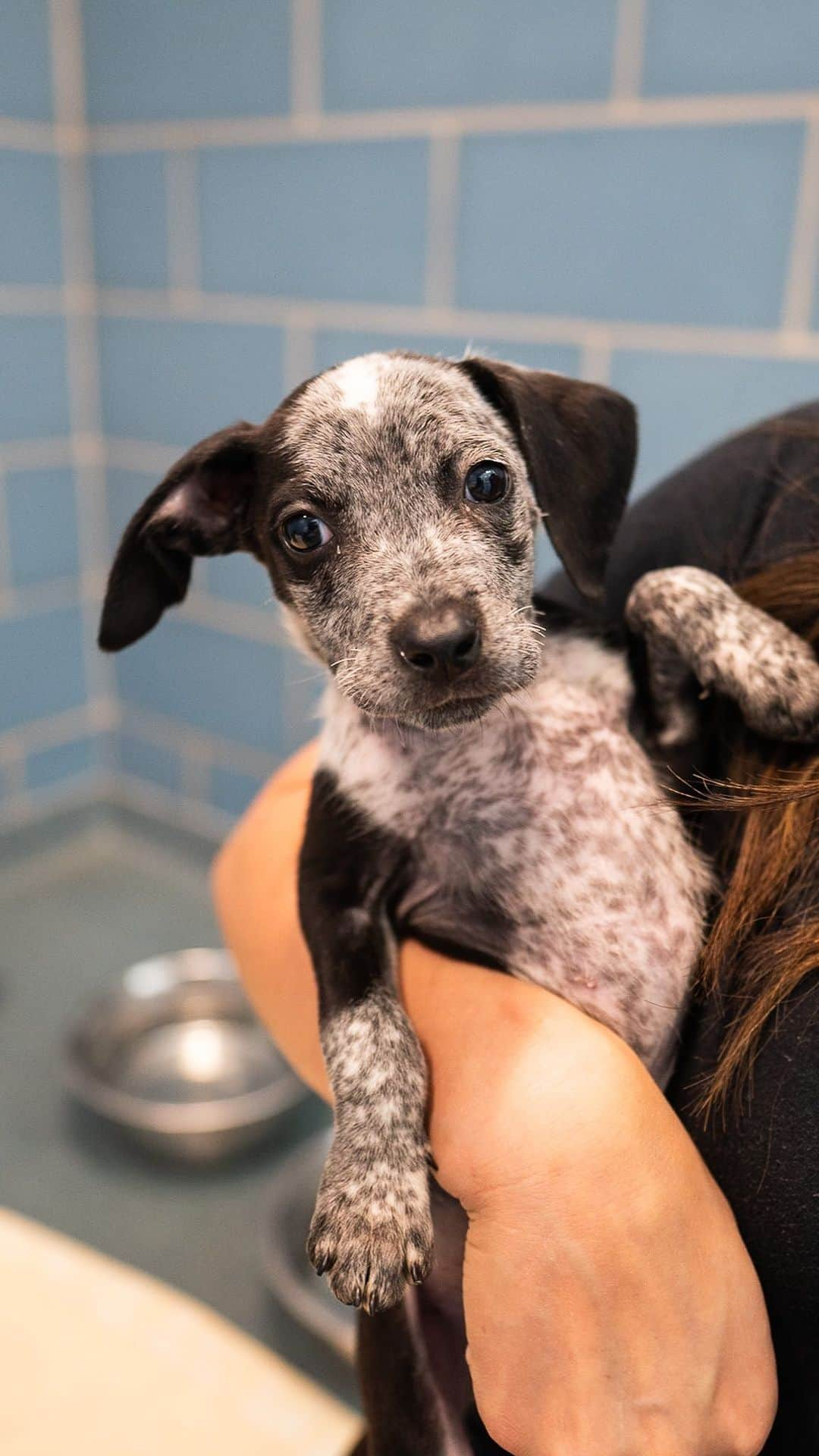 The Dogistのインスタグラム：「Whitney & Alicia from @heartsandbonesrescue at @dallasanimalservices, Dallas, TX • “Dallas Animal Services is the third largest intake shelter in the entire country. They see hundreds of animals come in a day – they have close to 500 dogs in there now. Because they’re at such critical capacity, they’re doubling up and tripling up kennels. We’re pulling dogs out of DAS because the shelter is full, and we need to get them into a quarantine situation. In a shelter this large, we’re running into a lot of different contaminants; diseases spread pretty quickly. So we’re seeking comfortable short-term foster homes that can gather data points about our dogs because we want them to go to New York with as much information as possible. We also want them to decompress. The solution to our overpopulation problem is not going to be local adoption – we’ve got to get them out of the state. We’re bringing in more dogs than we can adopt out in Texas.”  Hearts & Bones Rescue is a small non-profit founded in 2017 that has rescued more than 5,000 dogs from overpopulated shelters in the Dallas, TX area. Each of those dogs were at risk of euthanasia, so their work truly is life-saving. If you’re able to help further their mission with a donation, please do so today! They need all the help they can get.」