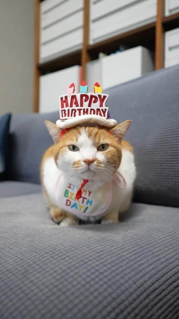 かりんちゃん&ちゃいちゃんのインスタグラム：「Happy birthday. 13years old KARIN. みんなのお胸のマークのおかげで13歳になったよ。これからもよろしくだよー。んあ〜♪ There are many other posts using popular effects.  #cat #cats #kitten #kitty #meow #neko #ねこ #猫 #고양이 #냐옹이 #catlove #lovecats #catlife #catlover #pet #pets #animal #animals #instacat #lovekitten # 貓 #gato #القط #🐱#catinsta #petinsta #catinstagram #petinstagrams」