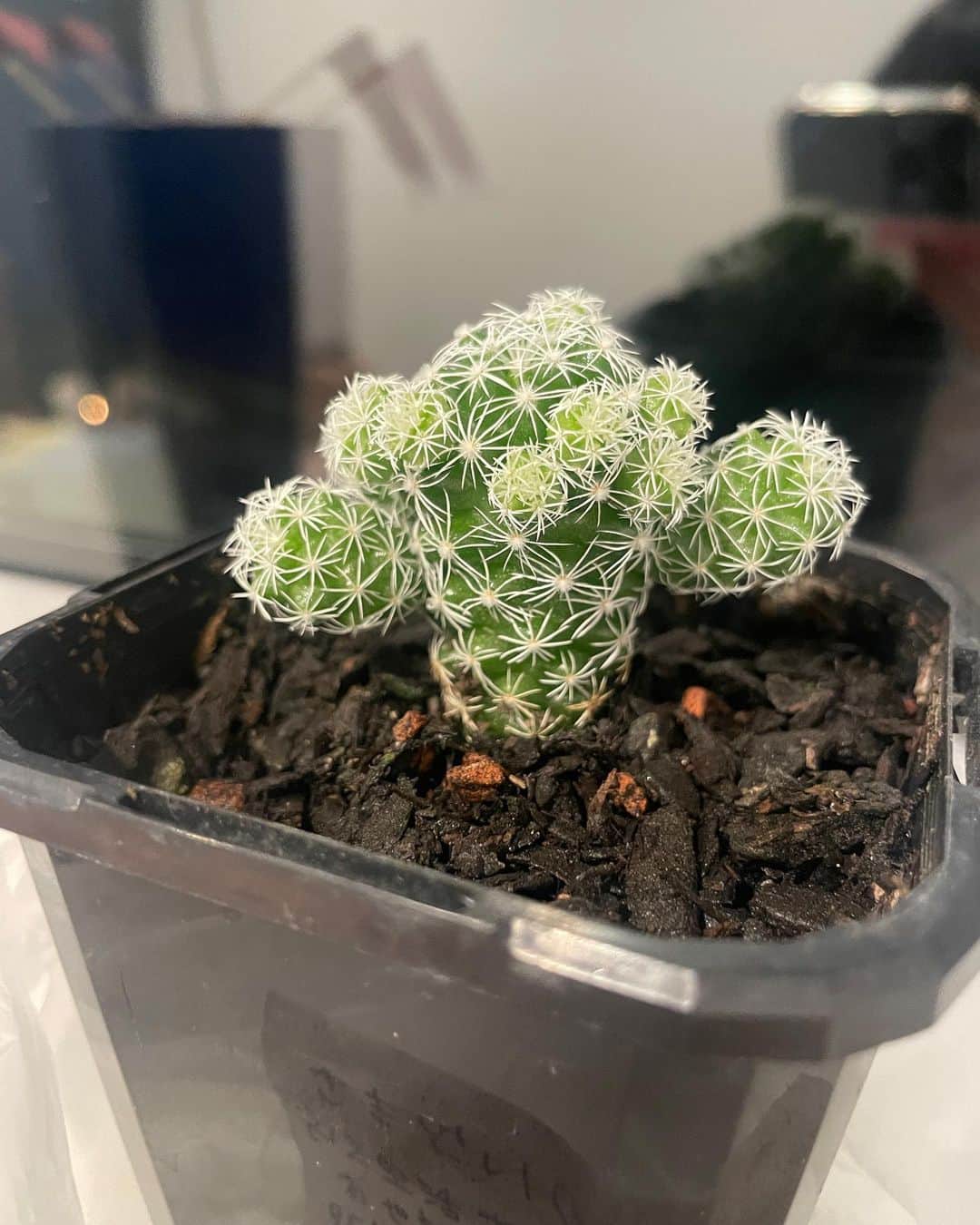 中島早貴さんのインスタグラム写真 - (中島早貴Instagram)「質問🌵  ちぃちゃんから預かって 育ててるサボテンがめちゃくちゃ成長したんだけど、これ植え替えた方が良いとかあるのかしら？🤔  The cactus that Chisaki gave me has grown so much🌵 Do you think I should transfer to a bigger pot 🤔  #語学留学生 #NewZealand #NZ #アウトプット日記」11月6日 16時25分 - saki__nakajima__uf