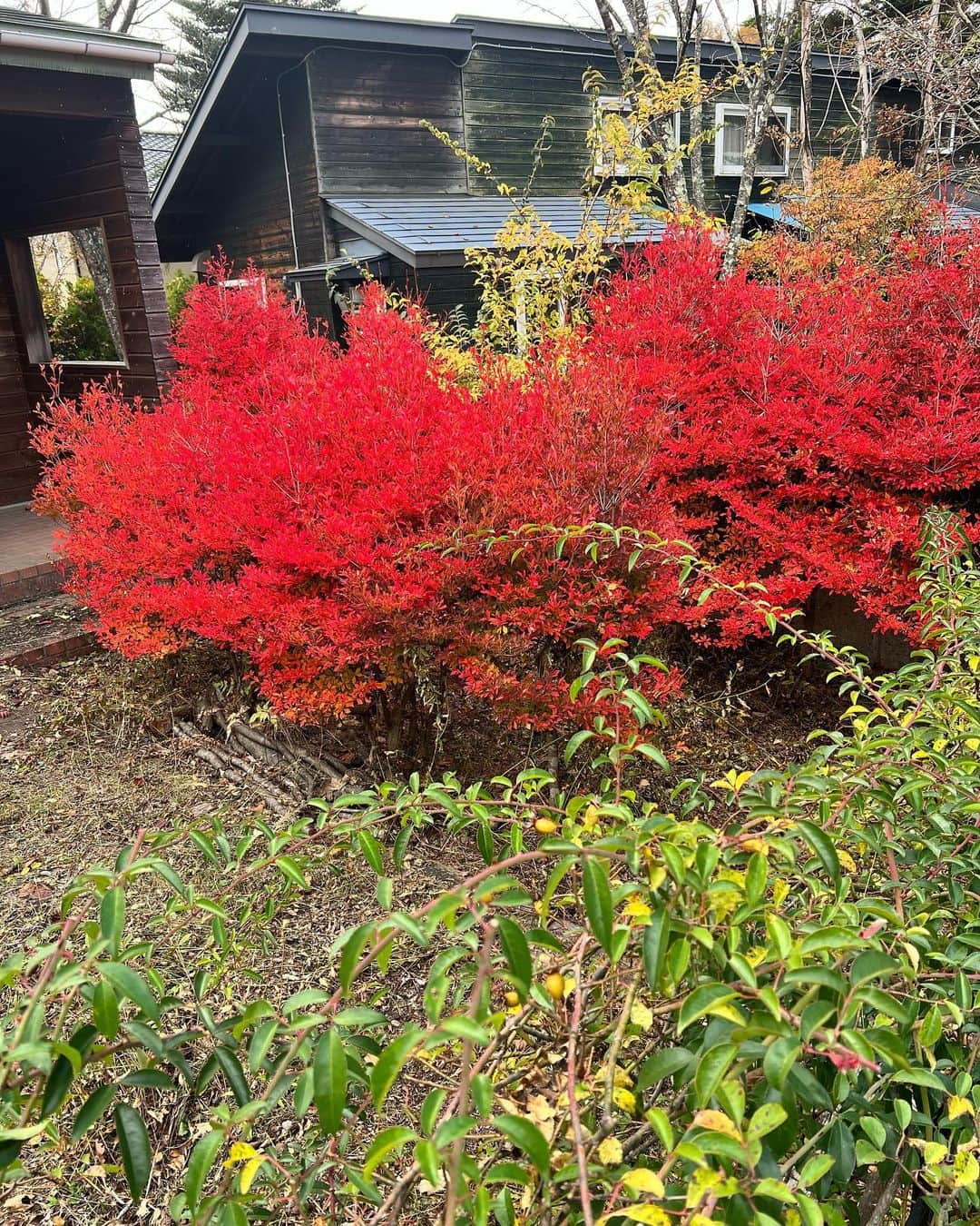 YURIさんのインスタグラム写真 - (YURIInstagram)「沖縄の美ら海から山梨の壮大な自然と勿論富士山  日本って本当に美しい場所が沢山あるのを 改めて実感できた週末だった。  遠い場所で起こってる戦争や争い、 身近で起こる毎日の個人的な戦争や色々、 心もそして環境、世界も平和になる事を 強く願いながら毎日行きたいし生きたい。  大自然をバックに歌いながら そんな事を感じさせてくれた 週末のお仕事に感謝🍁🍁🍁  In this world filled with so much hatred and differences, being able to experience this past weekend in the beautiful mountainside of Yamanashi, right by the footsteps of Mt.Fuji, made me re-realize how lucky I am to have the freedom to be able to live my life doing what I love doing.   I pray to the universe that every single innocent person in countries experiencing war and suffering right now be able to find security, peace, love and light, as soon as possible 🙏🏼🙏🏼🙏🏼  #japan #yamanashi #japanisbeautiful #mountfuji  #일본」11月6日 16時27分 - divafreshyuri