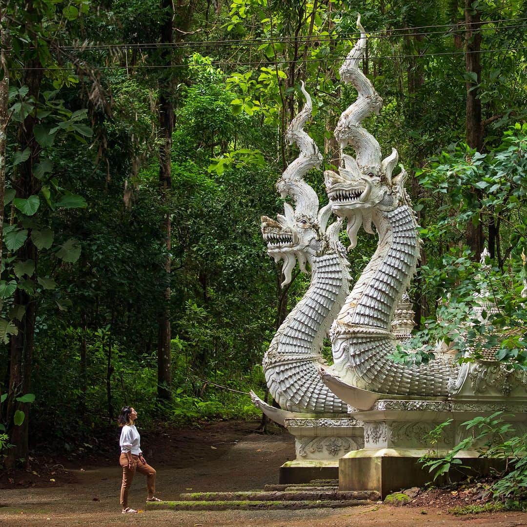 タイ国政府観光庁さんのインスタグラム写真 - (タイ国政府観光庁Instagram)「. チェンマイの秘境「ワット・ルアンクンウィン」からおはようございます☀️ᐝ  チェンマイ中心部より西へ約60km、人里離れた森の中に、700年以上の歴史を誇る寺院があります💁‍♀️ ひっそりと佇むこの古刹は、ワット・ルアンクンウィン🕊 かつてお釈迦様が修行に出る際に立ち寄り、その聖髪を農民が預かって納めたとされる場所です😌  参拝客をまず出迎えるのが、階段の両端に配された「ナーガ」🐉 その大きさも相まって、迫力満点ですね❕😳 ナーガはインド神話に登場する蛇神のため、仏教だけでなくヒンドゥー教にも縁があるとされています💡  ワット・ルアンクンウィンには、この白く美しいナーガ像がそこここに配されているほか、タイ国内でも珍しい木彫りの仏像が多数安置されています🙏  参拝は自由ですが、寺院手前の5〜7km地点より道が険しくなるので、訪問の際は８人乗りチャーター車など地元の人に運転を依頼するのがおすすめです🚗  今日も素敵な1日をお過ごしください💐  ★参考になった！と思ったら、あとで見返せるように、 画像右下にある保存ボタン🔖をタップ！  #タイ #チェンマイ #ワットルアンクンウィン #タイ寺院 #お寺巡り #ナーガ #パワースポット #神秘的 #今こそタイへ #こんなタイ知らなかった #もっと知りタイ #はじめてのタイ #タイ旅行 #チェンマイ旅行 #旅好きな人と繋がりたい #旅行好きな人と繋がりたい #海外旅行 #thailand #chiangmai #chiangmaitrip #watluangkhunwin #temple #naga #thainess #amazingthailand #thailandtravel #thailandtrip #thaistagram #lovethailand #amazingnewchapters」11月6日 7時55分 - amazingthailandjp