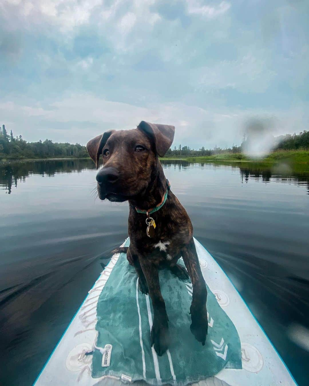 Bolt and Keelさんのインスタグラム写真 - (Bolt and KeelInstagram)「The adventures of Wardyn!🍁🌲 This pup loves to explore Michigan with his pawrents 🌊🐾  @adventrapets ➡️ @wardyn.wanders  —————————————————— Follow @adventrapets to meet cute, brave and inspiring adventure pets from all over the world! 🌲🐶🐱🌲  • TAG US IN YOUR POSTS to get your little adventurer featured! #adventrapets ——————————————————」11月6日 8時12分 - adventrapets