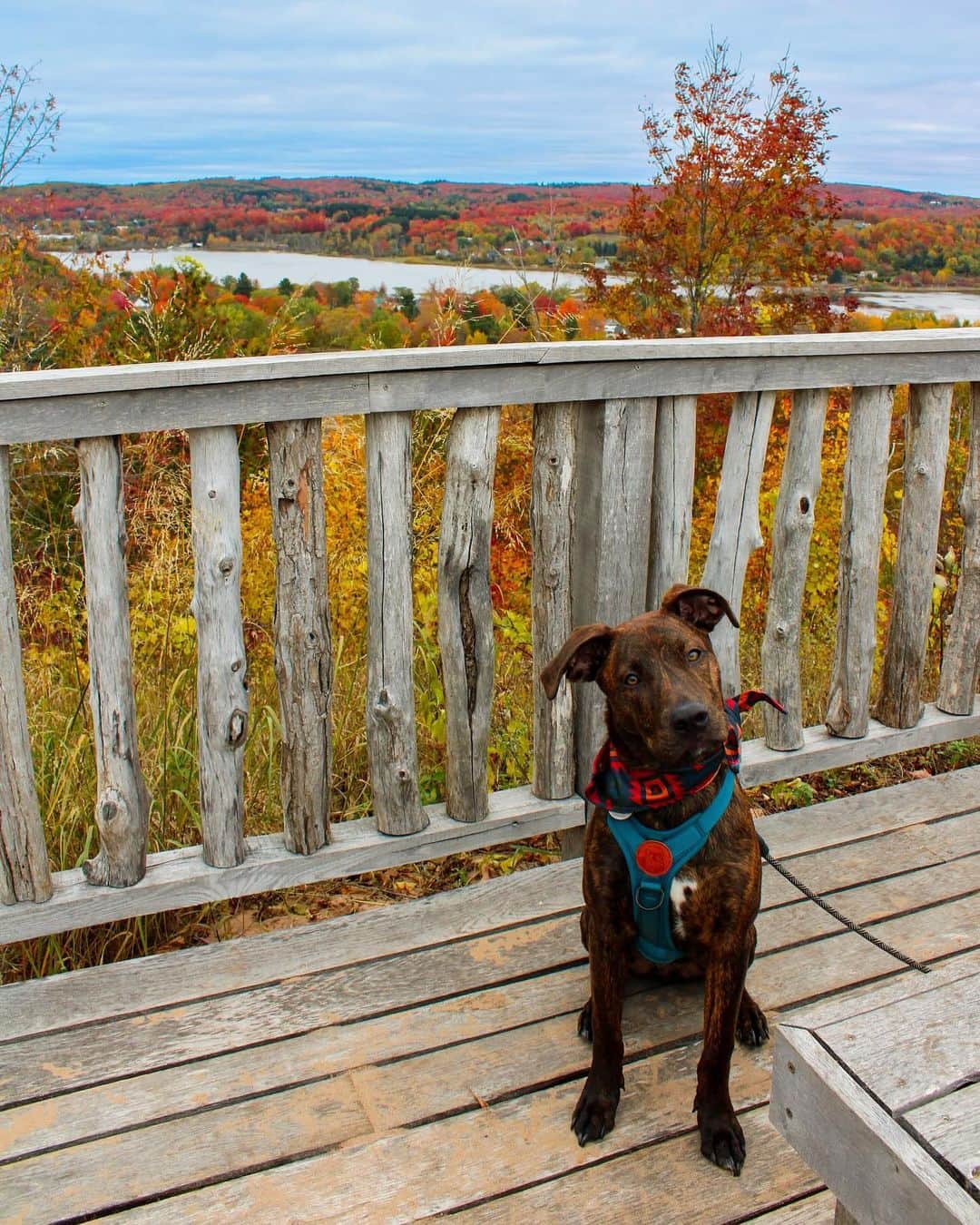 Bolt and Keelさんのインスタグラム写真 - (Bolt and KeelInstagram)「The adventures of Wardyn!🍁🌲 This pup loves to explore Michigan with his pawrents 🌊🐾  @adventrapets ➡️ @wardyn.wanders  —————————————————— Follow @adventrapets to meet cute, brave and inspiring adventure pets from all over the world! 🌲🐶🐱🌲  • TAG US IN YOUR POSTS to get your little adventurer featured! #adventrapets ——————————————————」11月6日 8時12分 - adventrapets