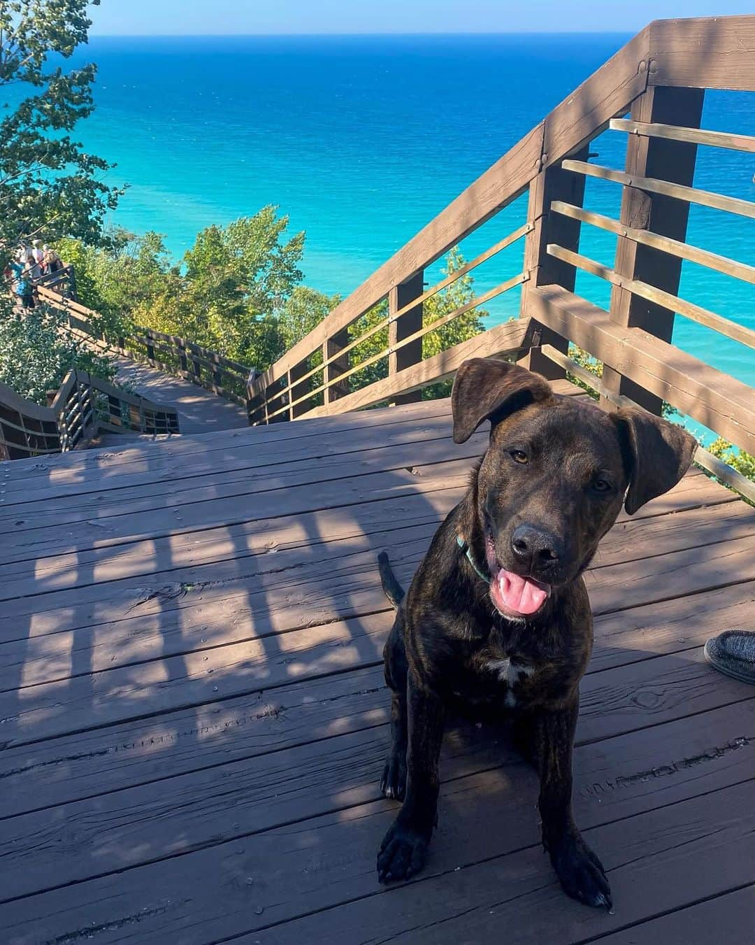 Bolt and Keelさんのインスタグラム写真 - (Bolt and KeelInstagram)「The adventures of Wardyn!🍁🌲 This pup loves to explore Michigan with his pawrents 🌊🐾  @adventrapets ➡️ @wardyn.wanders  —————————————————— Follow @adventrapets to meet cute, brave and inspiring adventure pets from all over the world! 🌲🐶🐱🌲  • TAG US IN YOUR POSTS to get your little adventurer featured! #adventrapets ——————————————————」11月6日 8時12分 - adventrapets