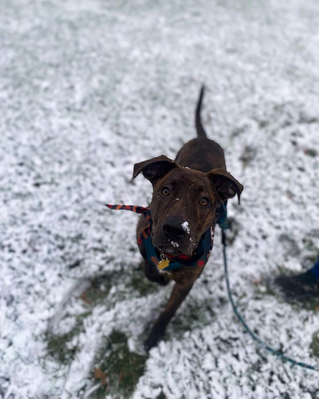 Bolt and Keelさんのインスタグラム写真 - (Bolt and KeelInstagram)「The adventures of Wardyn!🍁🌲 This pup loves to explore Michigan with his pawrents 🌊🐾  @adventrapets ➡️ @wardyn.wanders  —————————————————— Follow @adventrapets to meet cute, brave and inspiring adventure pets from all over the world! 🌲🐶🐱🌲  • TAG US IN YOUR POSTS to get your little adventurer featured! #adventrapets ——————————————————」11月6日 8時12分 - adventrapets