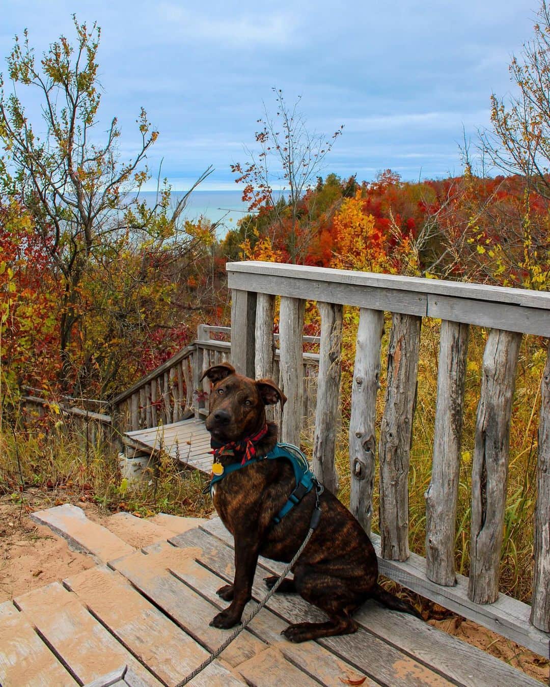 Bolt and Keelさんのインスタグラム写真 - (Bolt and KeelInstagram)「The adventures of Wardyn!🍁🌲 This pup loves to explore Michigan with his pawrents 🌊🐾  @adventrapets ➡️ @wardyn.wanders  —————————————————— Follow @adventrapets to meet cute, brave and inspiring adventure pets from all over the world! 🌲🐶🐱🌲  • TAG US IN YOUR POSTS to get your little adventurer featured! #adventrapets ——————————————————」11月6日 8時12分 - adventrapets