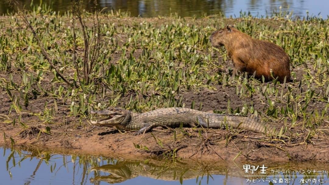 渡辺克仁さんのインスタグラム写真 - (渡辺克仁Instagram)「おはようございます。  #カピバラ #水豚 #capybara #おはよう」11月6日 8時32分 - katsuhito.watanabe