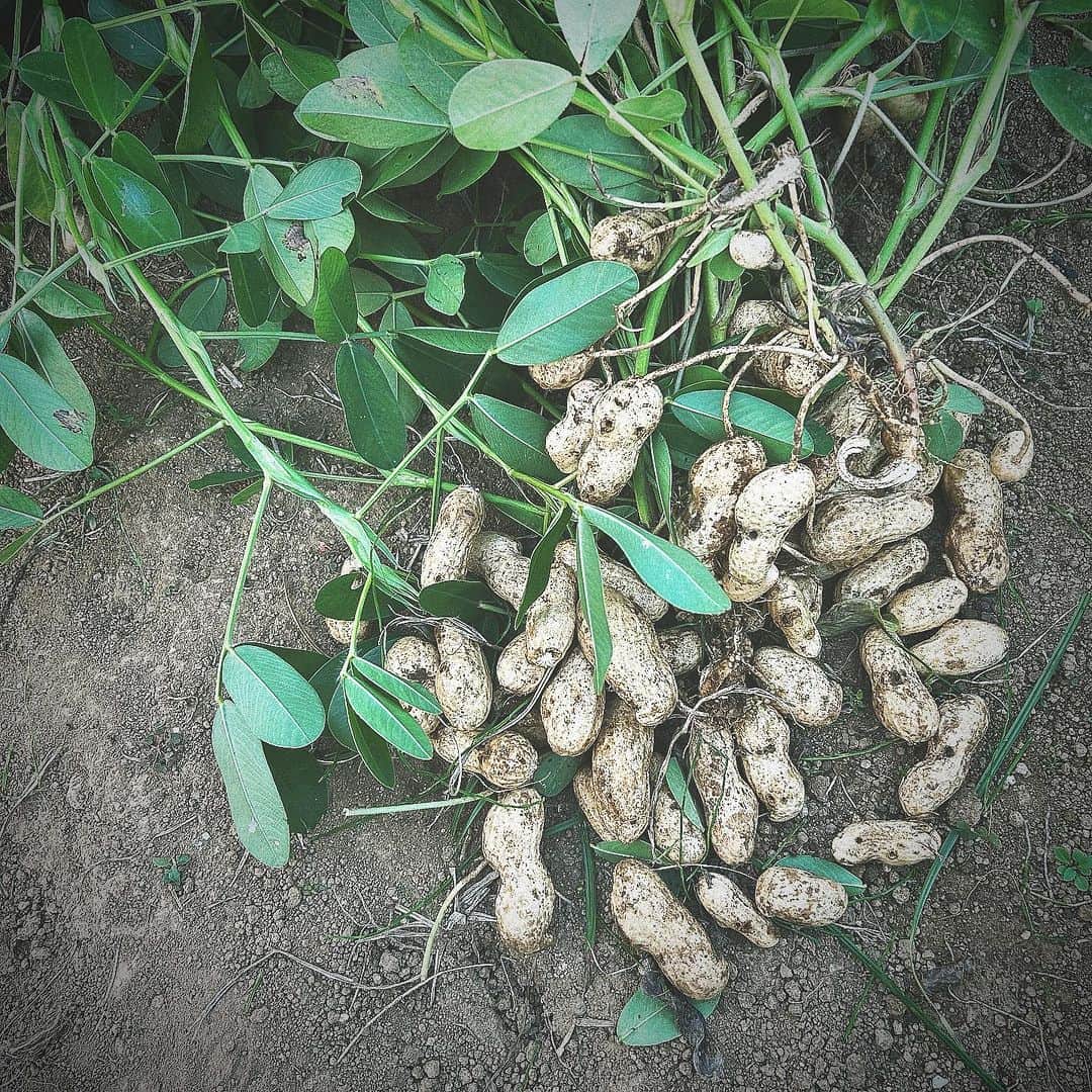 のインスタグラム：「昨日の畑で、落花生を🥜収穫。 去年は失敗したので、今年は上手にできて嬉しいなぁ。 今朝は採れたてを蒸して。 ありがたい秋の恵み。」