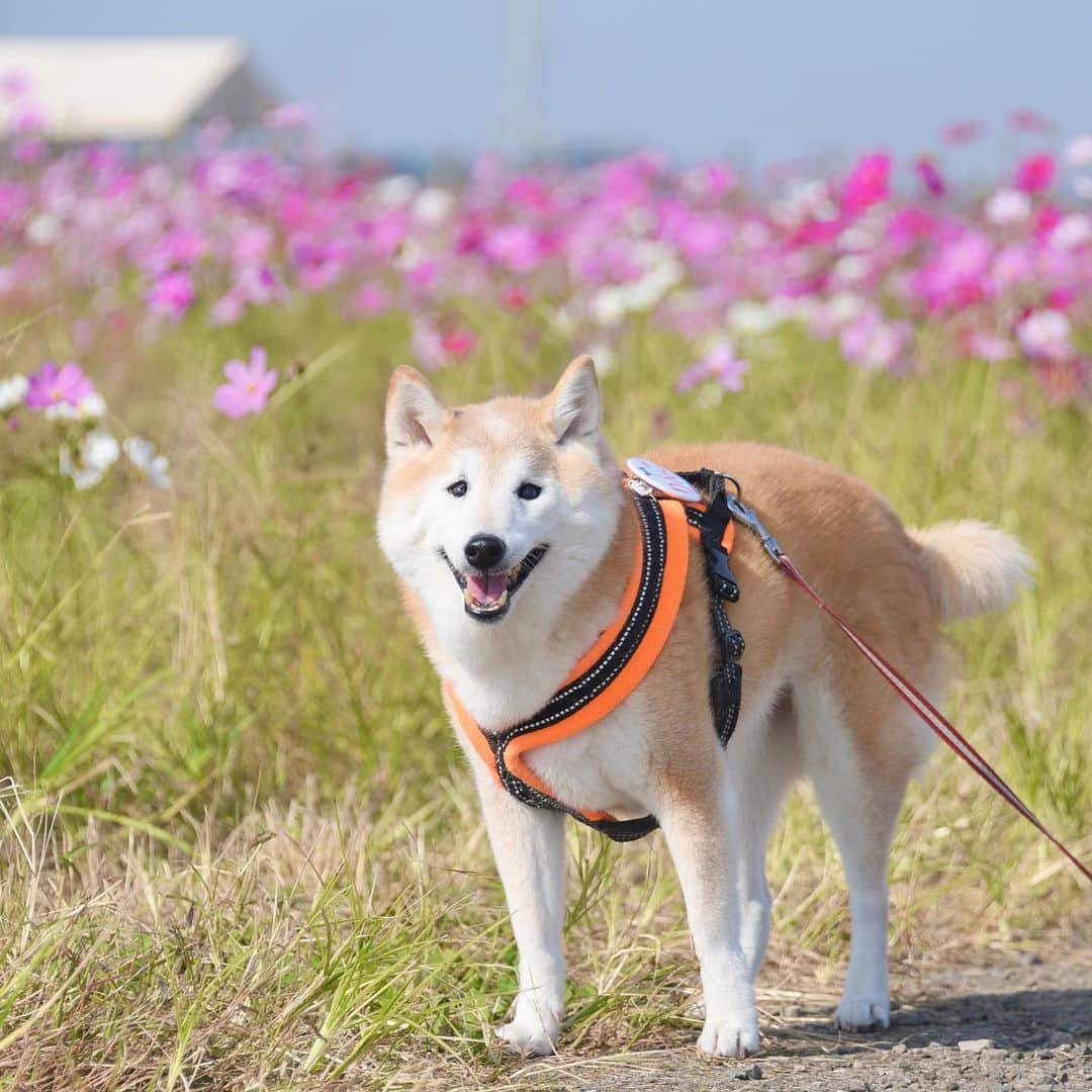 meekooのインスタグラム：「佐倉ふるさと広場のコスモス🌸🐕🌸 りんごさん、こういう場所で撮るの久しぶりだねぇ😊 2023.11.2 #佐倉ふるさと広場 #かぼすちゃんの聖地」
