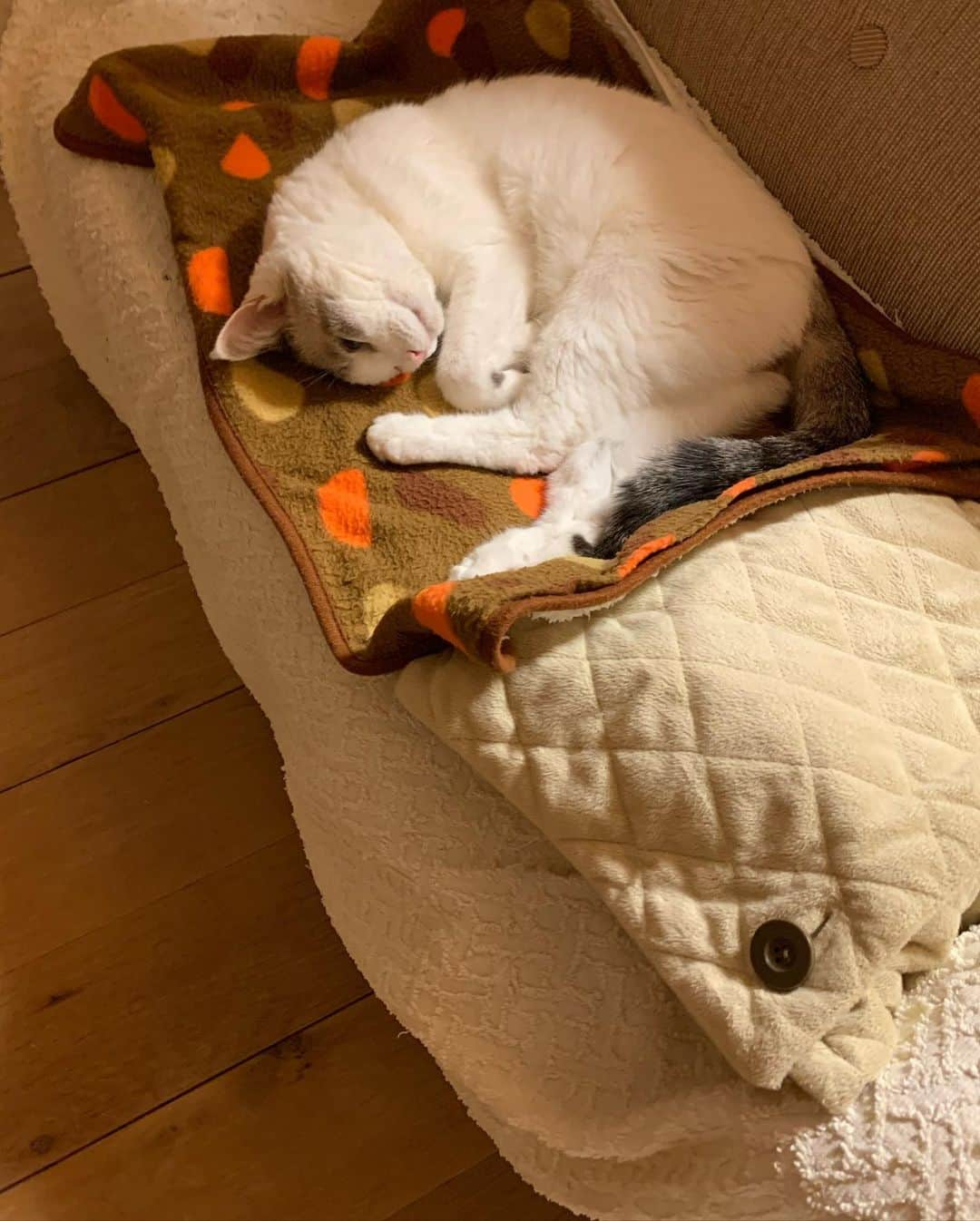 くるねこ大和さんのインスタグラム写真 - (くるねこ大和Instagram)「胡ぼ爺スペシャル  カワー  #胡ぼん  テレビの音は #シャングリアフロンティア」11月6日 9時23分 - kuru0214neko