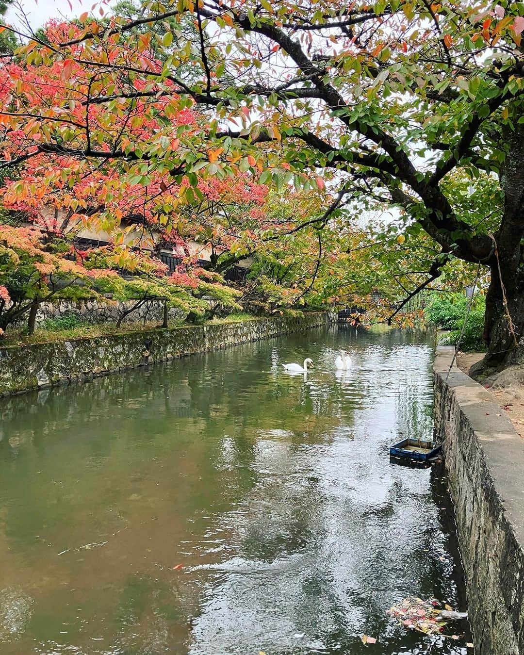 ナガイケジョーさんのインスタグラム写真 - (ナガイケジョーInstagram)「昨晩、広島ライブ後バンドワゴンはチビリと東へ走り倉敷にて一泊。宿に着くや日本シリーズは最終回を迎えており、取り急ぎの缶ビールを片手にタイガース優勝の瞬間を見届ける。ふと中学生の頃ともに阪神を応援していた友人H君へと連絡してみると案の定すぐに返信があり、お互いしんみりと感慨に耽ったりする。亀山＆新庄コンビに沸いた頃からも30年ほどの歳月が流れてるとは…🐯おめでとうございます。 そして今朝、まあまあ早くに目は覚め。 せっかくなので倉敷のRyoJoe＝旅情を味わってやろうと通勤客にまぎれて駅そばをすするイメージで倉敷駅へ潜入するもそんな店はなく（ホームまで行けばあるのかな？）、しょうがないので出かけついでに美観地区を歩く。 雨上がりのしっとり一段落ち着いた雰囲気も趣きが深く、朝の人気がない美観地区もまた贅沢な味わい。白鳥だって気を遣って近寄ってきてくれる🦢 出発の時間も近いので普段なら登ってしまうような階段も見上げるだけにとどめておき、普段なら通り過ぎるであろう賽銭箱に旅の安全を祈願して宿へと戻る。 昨日の広島に引き続き、あと2時間は欲しい倉敷散歩でありました🚶  #倉敷散歩 #美観地区 #旅情」11月6日 9時44分 - joenagaike