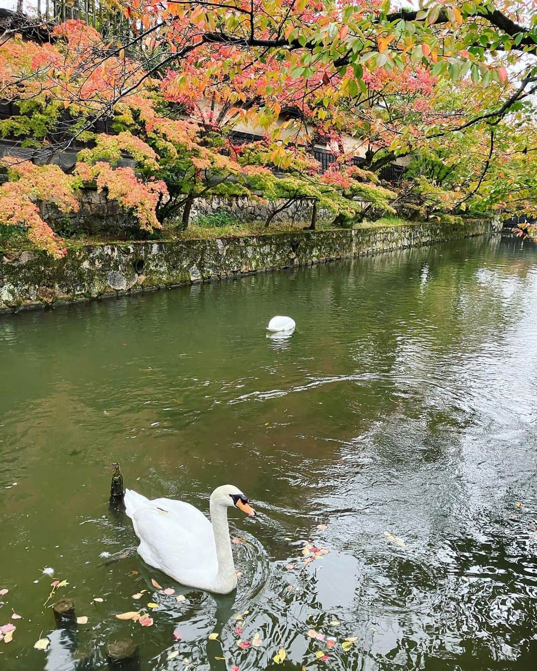 ナガイケジョーさんのインスタグラム写真 - (ナガイケジョーInstagram)「昨晩、広島ライブ後バンドワゴンはチビリと東へ走り倉敷にて一泊。宿に着くや日本シリーズは最終回を迎えており、取り急ぎの缶ビールを片手にタイガース優勝の瞬間を見届ける。ふと中学生の頃ともに阪神を応援していた友人H君へと連絡してみると案の定すぐに返信があり、お互いしんみりと感慨に耽ったりする。亀山＆新庄コンビに沸いた頃からも30年ほどの歳月が流れてるとは…🐯おめでとうございます。 そして今朝、まあまあ早くに目は覚め。 せっかくなので倉敷のRyoJoe＝旅情を味わってやろうと通勤客にまぎれて駅そばをすするイメージで倉敷駅へ潜入するもそんな店はなく（ホームまで行けばあるのかな？）、しょうがないので出かけついでに美観地区を歩く。 雨上がりのしっとり一段落ち着いた雰囲気も趣きが深く、朝の人気がない美観地区もまた贅沢な味わい。白鳥だって気を遣って近寄ってきてくれる🦢 出発の時間も近いので普段なら登ってしまうような階段も見上げるだけにとどめておき、普段なら通り過ぎるであろう賽銭箱に旅の安全を祈願して宿へと戻る。 昨日の広島に引き続き、あと2時間は欲しい倉敷散歩でありました🚶  #倉敷散歩 #美観地区 #旅情」11月6日 9時44分 - joenagaike