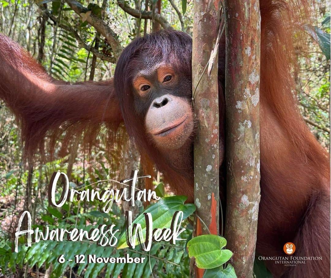 OFI Australiaのインスタグラム：「Today is the start of Orangutan Awareness Week (6th to 12th November) which is held each year to commemorate the establishment of OFI’s Camp Leakey in 1971. What began as a memorial to honour the work of Dr. Biruté Mary Galdikas has become a worldwide celebration to encourage action to save orangutans. Located in Tanjung Puting National Park in Central Kalimantan, Borneo, Camp Leakey is home to many ex-captive orangutans that are now living wild. Some of these released orangutans are now mothers and even grandmothers! During Orangutan Awareness week we ask you to make a commitment to help orangutans and protect their rainforest home. Throughout the week we will share some fun facts about orangutans and things you can do to help save them. Please share our posts to spread awareness among your friends and family. To learn more about orangutans and our work, please visit https://orangutanfoundation.org.au/ - the link is in our bio.  #orangutanawarenessweek #OAW #OAW2023 #donatetoday #fosteranorangutan #saynotopalmoil」