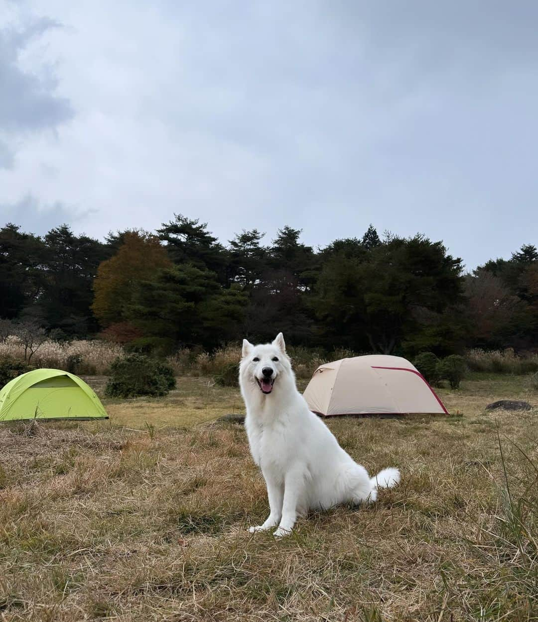 村元哉中さんのインスタグラム写真 - (村元哉中Instagram)「Weekend Camp 🏕️🤍 #キャンプ #recharge  #weeekendgetaway」11月6日 10時02分 - k.a.n.a.m.u.r.a