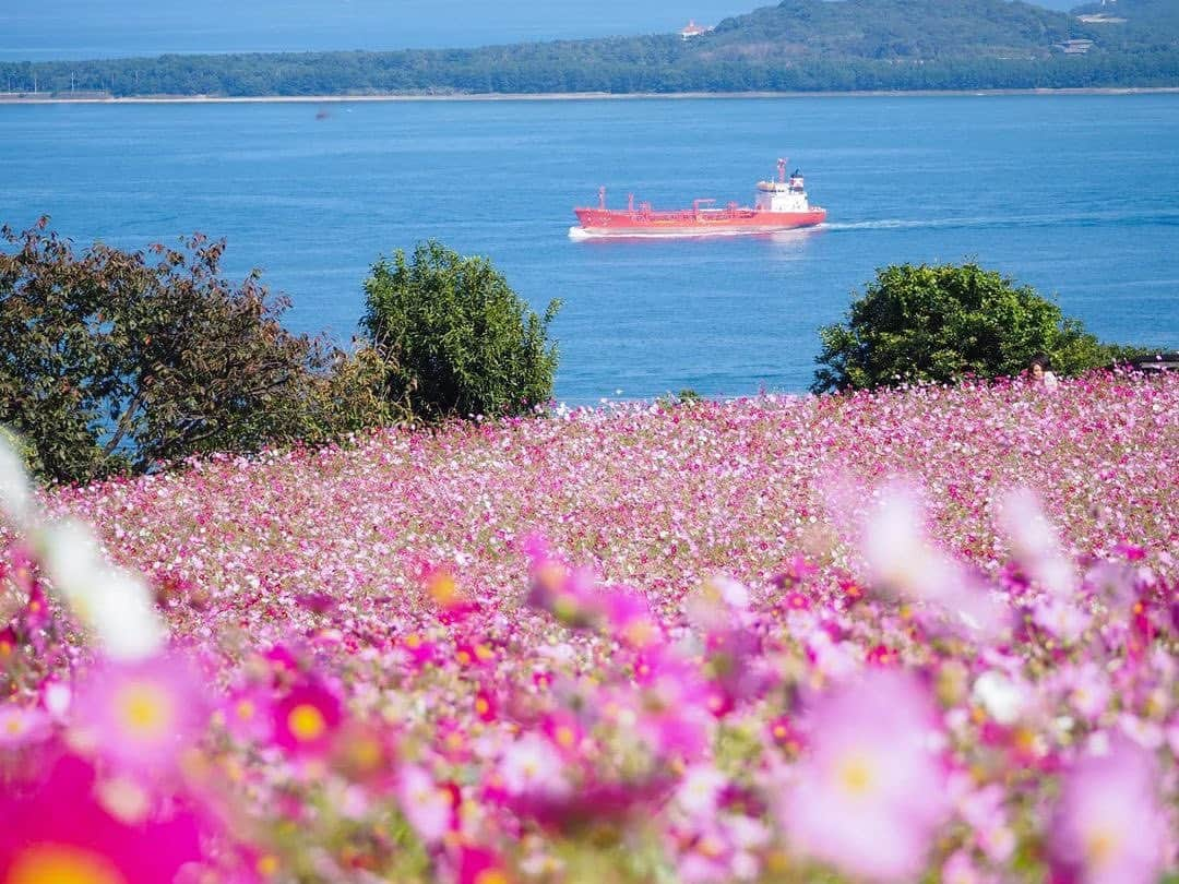 福岡市のインスタグラム：「＜ fukuokapics11月：のこのしまアイランドパーク・コスモス＞  のこのしまアイランドパークでは、遅咲きのコスモス約30万本が咲き乱れています。 コスモスのピンクと空や海のブルーのコンビネーションが美しく、幸せな気持ちにさせてくれますね🩷🩵 また、今の時期の閉園間際は、受付付近から海に沈む夕日も絶景です🌅 リラックスした秋の一日を過ごしに出かけてみませんか？  Approximately 300,000 cosmos are currently in full bloom at Nokonoshima Island Park in Nishi Ward, Fukuoka City. Inside the cosmos fields, there are walkways that offer great photo opportunities. This is a popular autumn spot in Fukuoka. Currently, the sunset is beautiful just before the park closes, and you can see the sun setting over the sea from near the reception area. 🌅 This natural setting is the ideal place to spend relaxing autumn day!  photo by @riga_k_riga location：のこのしまアイランドパーク ・ hashtag : #fukuokapics follow : @fukuoka_official ・ #福岡 #博多 #福岡市 #能古島 #アイランドパーク #コスモス #fukuoka #hakata #noko #islandpark #cosmos」