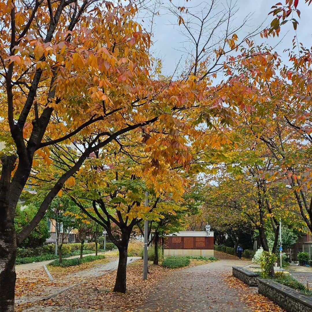 チャン・スンジョのインスタグラム：「🍂🍁🍂🍁🍂🍁」