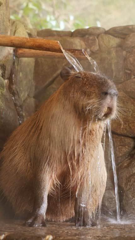 渡辺克仁のインスタグラム：「お風呂のシーズン到来だけど、暑いよね。  #可愛い #癒やし #動物  #カピバラ #水豚 #昨シーズン #長崎バイオパーク　#昨シーズン」