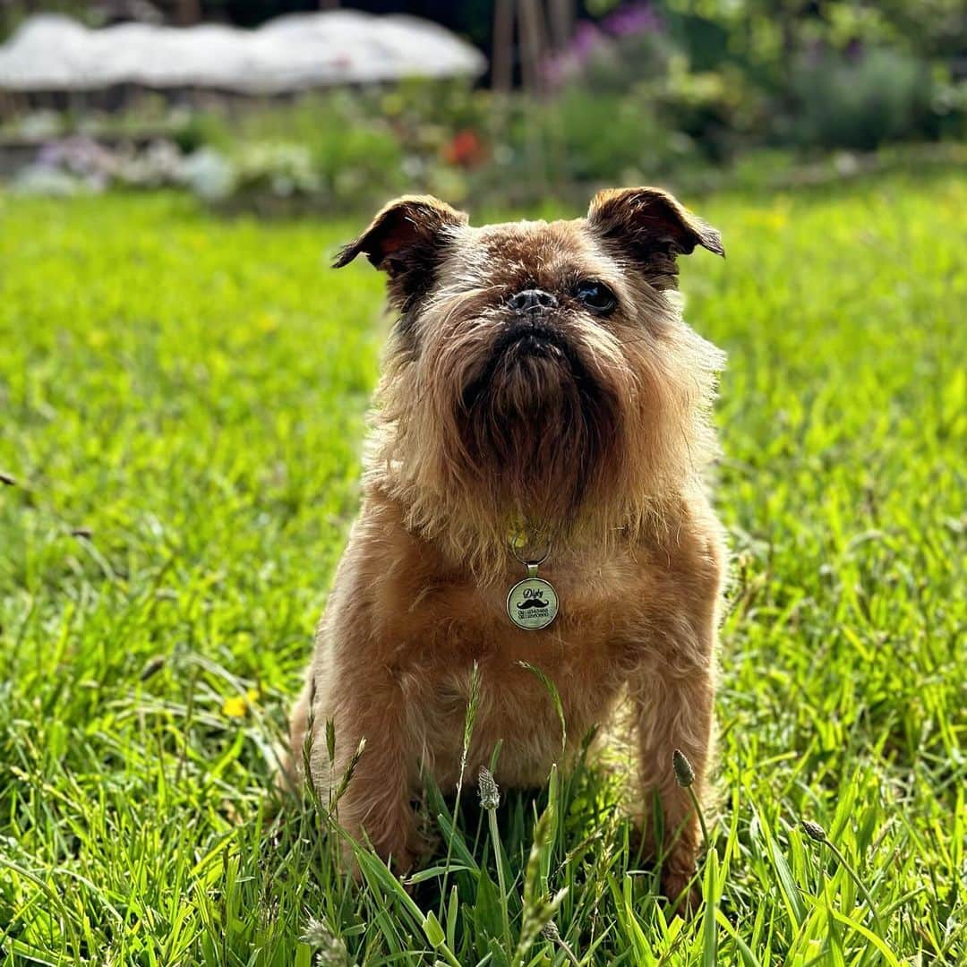 Digby & Aloさんのインスタグラム写真 - (Digby & AloInstagram)「someone got a haircut and there was a summer bod hiding under all that hair 💪」11月6日 16時50分 - digbyvanwinkle