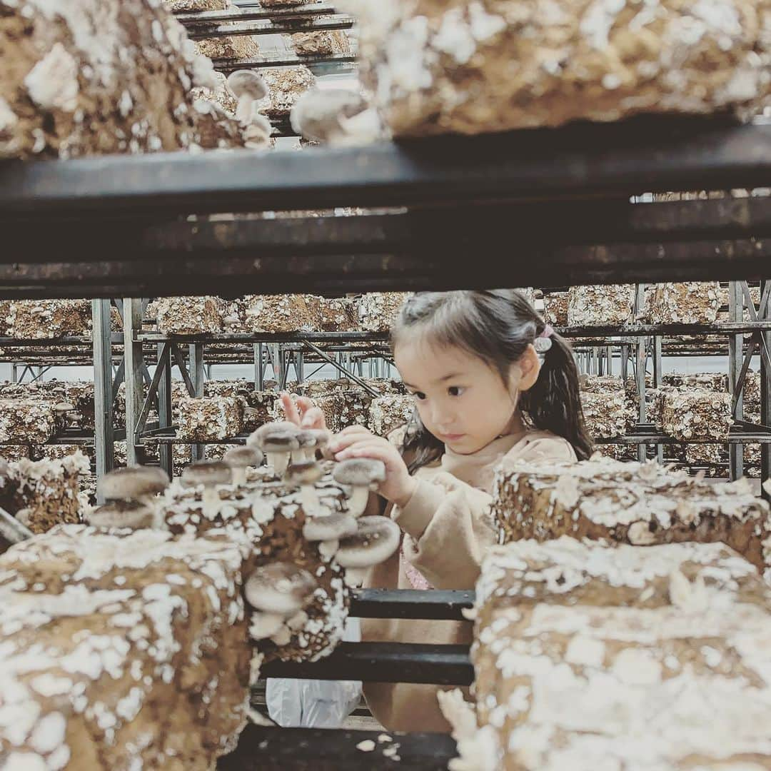 KIKIのインスタグラム：「秋の上野村で椎茸採り🍄  以前 神保町にあったカスターニャというレストランのシェフの栗原さんが 不定期で開催しているツアーに家族で参加 群馬県の上野村に訪れたのは やはりそのツアーで 昨年の春の山菜の時季に来ていらい🌿 行こうとしないと行かない場所（他の目的地を目指すときに 通りかかる立地ではない）なのだけど 広葉樹がおおく 森林セラピー認定の森もある  今回 条件がよければきのこ狩りもできたのだけれど 雨が少なく全然出てないらしい けれど始めからツアーで予定されていた きのこセンターでの椎茸採りへ！ 想像以上に楽しくて 袋ぱんぱんに採ってきた🍄　家族で3袋！ すぐに食べられない椎茸は 栗原さんいわくスライスして冷凍が便利とのことで ただいま自宅でスライスしたものを乾燥中 いい香りが広がっています #上野村 #椎茸狩り#castagnaselection #カスターニャセレクション」