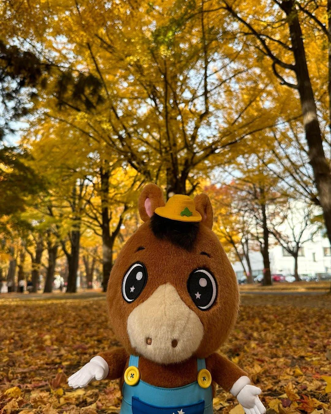 札幌テレビ放送のインスタグラム：「あきだね〜🐴🍁 ほっかいどうだいがくのいちょうなみきが とってもきれいだったよ🐾パカパカ どキレイだね〜✨ こんどはどこにあきをみつけにいこうかなあ♪  #どさんこくんインスタ #どさんこくん #stv #札幌テレビ放送 #秋 #autumn #11月 #イチョウ並木 #北大 #北海道 #Hokkaido #どキレイ」