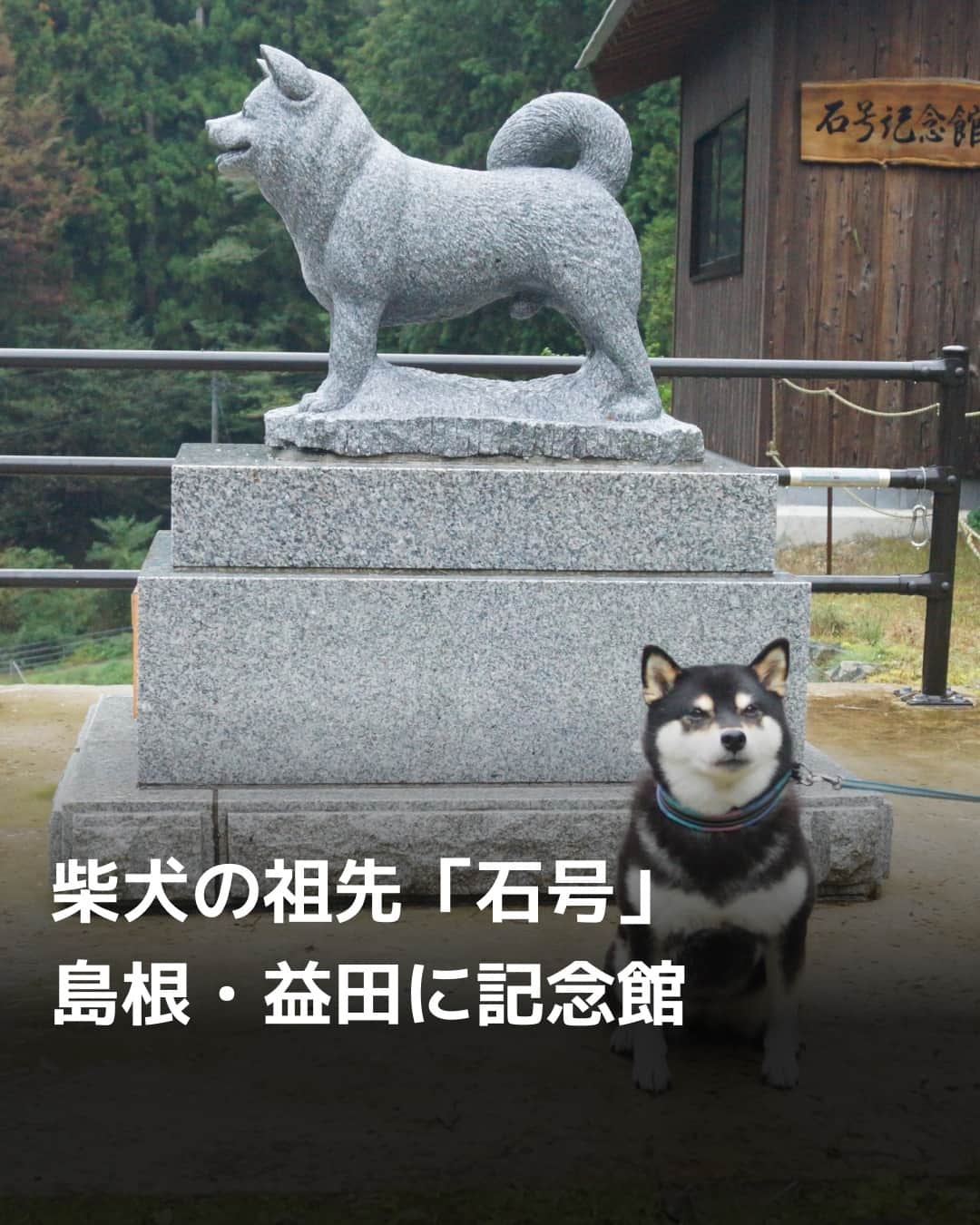 日本経済新聞社さんのインスタグラム写真 - (日本経済新聞社Instagram)「日本原産の小型犬で国内外で人気の柴犬。その祖先とされる「石号」が飼育されていたのが島根県益田市にある美都町です。かつて飼われていた生家などで石像と記念館が整備されています。⁠ 石号は1930年生まれの雄犬で、同町（当時は二川村）で猟犬として飼われていました。その後、東京に引き取られて血統登録され、優れた子孫を残しました。現在いる柴犬のほとんどが、さかのぼるとこの石号にたどりつくといいます。⁠ ⁠ 詳細はプロフィールの linkin.bio/nikkei をタップ。⁠ 投稿一覧からコンテンツをご覧になれます。⁠→⁠@nikkei⁠ ⁠ #柴犬 #美都温泉湯元館 #石号記念館 #日経電子版」11月6日 12時00分 - nikkei