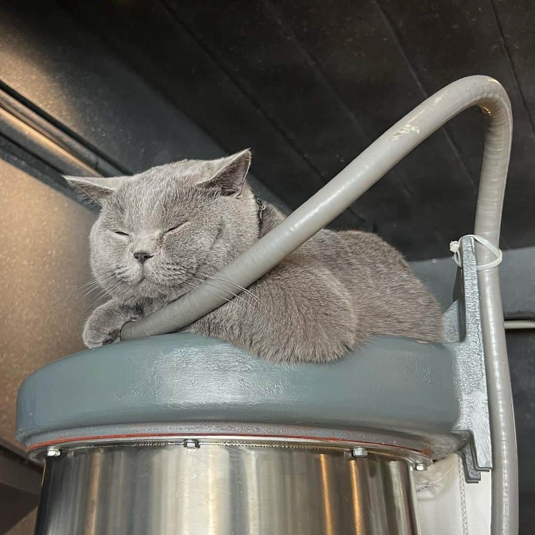 イプシー・キーラティのインスタグラム：「🩶 roaster.」