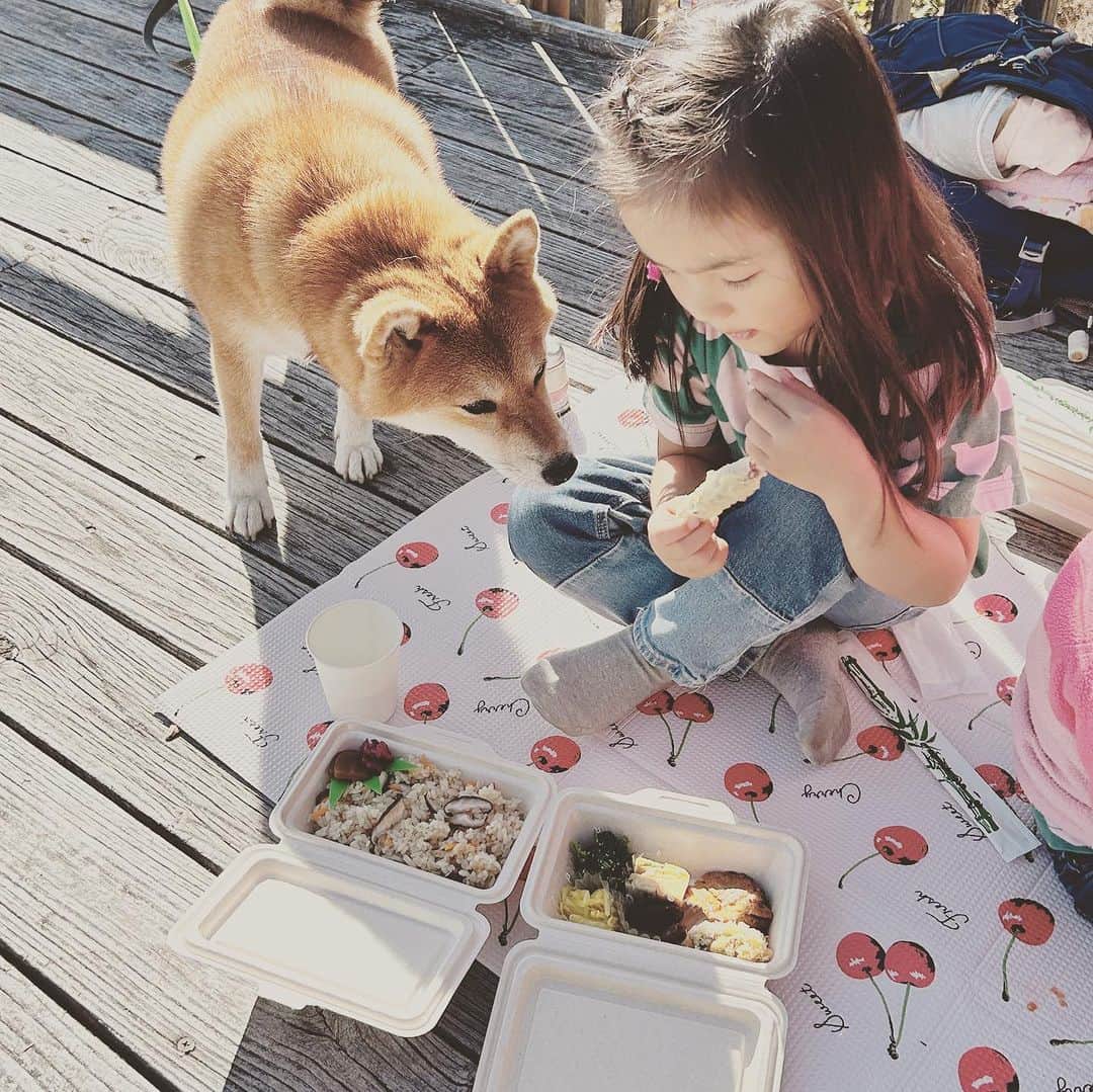 KIKIさんのインスタグラム写真 - (KIKIInstagram)「上野村のいろいろな森へ🌲🌳  森林セラピーでしか入れない 神流川（利根川水系）の源流域のひとつである中之沢原流域を 森林セラピストの中村さんに案内していただいた 深呼吸したり 滝の飛沫を浴びたり ただ森を歩くだけでなく 足をとめて気持ちを向けるだけでも 森のいいエネルギーがからだのなかにじわじわと入ってくる気がする  滞在した宿泊施設の上の森も 遊具があったこともだけど ただただ落ち葉がふかふかに積もっていることが 子どもたちにとっては最高の遊び場所🍁 わたしはその落ち葉が栗であることに興奮したけれど どうやら栗は不作だったらしい  栗はとれなかったけど 森の中や展望台でいただいたお弁当は 上野村づくし✨ もちろん栗原さんセレクトのドリンクも一緒に🍾  #上野村森林セラピーロード  #castagnaselection #カスターニャセレクション」11月6日 12時33分 - kiki_campagnepremiere