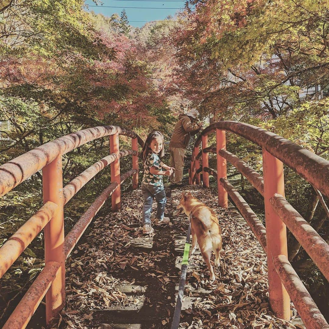 KIKIさんのインスタグラム写真 - (KIKIInstagram)「上野村のいろいろな森へ🌲🌳  森林セラピーでしか入れない 神流川（利根川水系）の源流域のひとつである中之沢原流域を 森林セラピストの中村さんに案内していただいた 深呼吸したり 滝の飛沫を浴びたり ただ森を歩くだけでなく 足をとめて気持ちを向けるだけでも 森のいいエネルギーがからだのなかにじわじわと入ってくる気がする  滞在した宿泊施設の上の森も 遊具があったこともだけど ただただ落ち葉がふかふかに積もっていることが 子どもたちにとっては最高の遊び場所🍁 わたしはその落ち葉が栗であることに興奮したけれど どうやら栗は不作だったらしい  栗はとれなかったけど 森の中や展望台でいただいたお弁当は 上野村づくし✨ もちろん栗原さんセレクトのドリンクも一緒に🍾  #上野村森林セラピーロード  #castagnaselection #カスターニャセレクション」11月6日 12時33分 - kiki_campagnepremiere