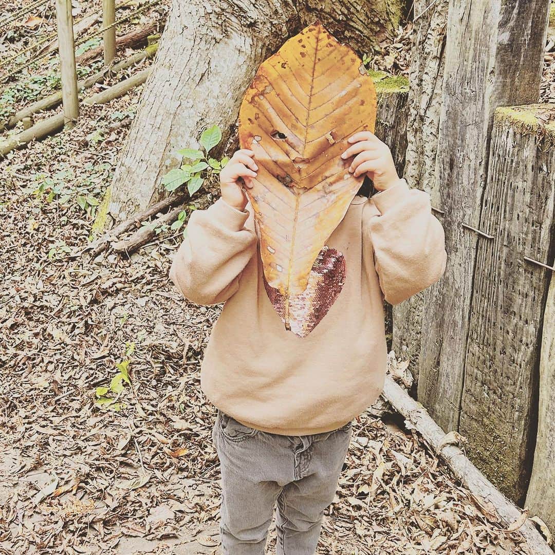 KIKIさんのインスタグラム写真 - (KIKIInstagram)「上野村のいろいろな森へ🌲🌳  森林セラピーでしか入れない 神流川（利根川水系）の源流域のひとつである中之沢原流域を 森林セラピストの中村さんに案内していただいた 深呼吸したり 滝の飛沫を浴びたり ただ森を歩くだけでなく 足をとめて気持ちを向けるだけでも 森のいいエネルギーがからだのなかにじわじわと入ってくる気がする  滞在した宿泊施設の上の森も 遊具があったこともだけど ただただ落ち葉がふかふかに積もっていることが 子どもたちにとっては最高の遊び場所🍁 わたしはその落ち葉が栗であることに興奮したけれど どうやら栗は不作だったらしい  栗はとれなかったけど 森の中や展望台でいただいたお弁当は 上野村づくし✨ もちろん栗原さんセレクトのドリンクも一緒に🍾  #上野村森林セラピーロード  #castagnaselection #カスターニャセレクション」11月6日 12時33分 - kiki_campagnepremiere