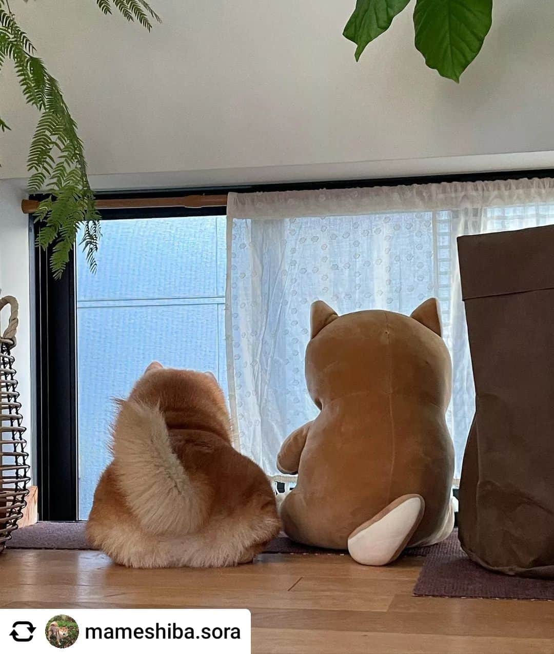 【公式】いぬのきもち・ねこのきもちのインスタグラム：「@mameshiba.sora さんのソラくん。  今日もモフモフ仲間と一緒にお家の警備👮🏻  こちらは異常ありません✨そちらはどうですか？  ハッシュタグ #いぬのきもち #ねこのきもち に投稿いただいた可愛い写真をご紹介しています！ 「いぬのきもちWEB　MAGAZINE」、「ねこのきもちWEB MAGAZINE」でもご紹介させていただくことも！  ------------------- #いぬ #いぬすたぐらむ #いぬのいる暮らし #いぬのきもち #いぬ好き #犬 #犬好きさんと繋がりたい #犬のいる生活 #犬と暮らす #犬好き #dog #dogsofinstagram #dogstagram #柴犬#shibainu」