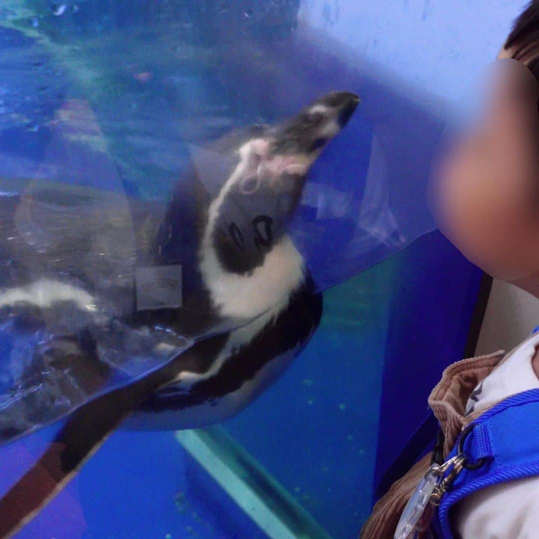 sayumi katoさんのインスタグラム写真 - (sayumi katoInstagram)「思い出の新江の島水族館に息子を連れて🪼 初デートの場所でもあり、9年前に主人がプロポーズしてくれた場所。 ⁡ ニューフェイスのあわたんと一緒に写真も撮れた🤝🏻🩵  ⁡ そして人生初！！ ネコザメを触ってしまったー😍！！ 最初はドキドキしたけれど、本当に大人しい良い子でした✨ キャプションを入力…  #ワーママの日常」11月6日 19時00分 - say_ume
