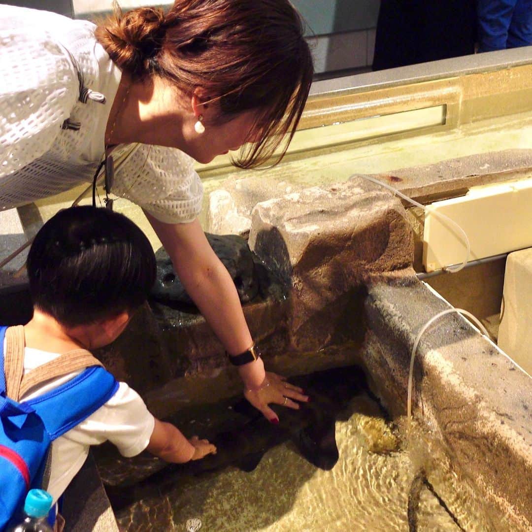 sayumi katoさんのインスタグラム写真 - (sayumi katoInstagram)「思い出の新江の島水族館に息子を連れて🪼 初デートの場所でもあり、9年前に主人がプロポーズしてくれた場所。 ⁡ ニューフェイスのあわたんと一緒に写真も撮れた🤝🏻🩵  ⁡ そして人生初！！ ネコザメを触ってしまったー😍！！ 最初はドキドキしたけれど、本当に大人しい良い子でした✨ キャプションを入力…  #ワーママの日常」11月6日 19時00分 - say_ume
