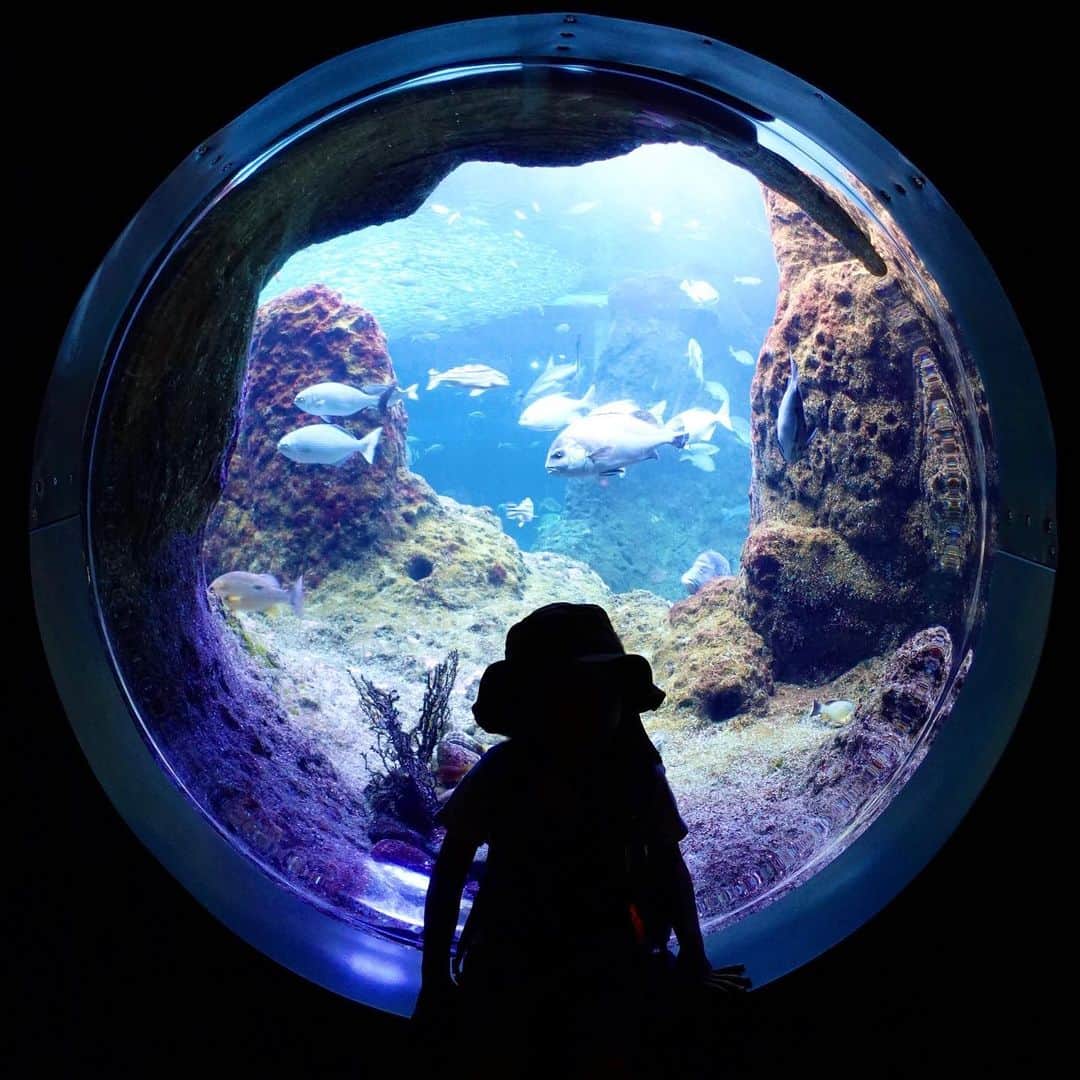 sayumi katoさんのインスタグラム写真 - (sayumi katoInstagram)「思い出の新江の島水族館に息子を連れて🪼 初デートの場所でもあり、9年前に主人がプロポーズしてくれた場所。 ⁡ ニューフェイスのあわたんと一緒に写真も撮れた🤝🏻🩵  ⁡ そして人生初！！ ネコザメを触ってしまったー😍！！ 最初はドキドキしたけれど、本当に大人しい良い子でした✨ キャプションを入力…  #ワーママの日常」11月6日 19時00分 - say_ume