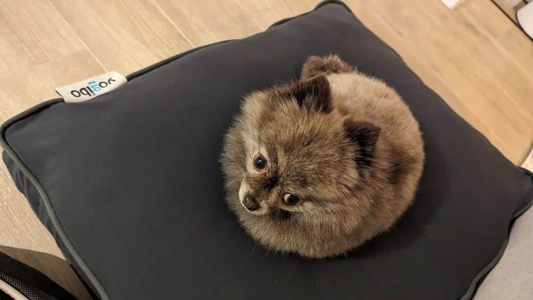 武田航平さんのインスタグラム写真 - (武田航平Instagram)「ポメ×yogibo @yogibojapan  ころに買ってあげたんたけど… きびのお気に入りに★ ヨダレたらしてねてる姿に一安心。 #dogoftheday  #pomestagram  #pomeranian  #yogibo」11月6日 12時54分 - kouhei_takeda.official