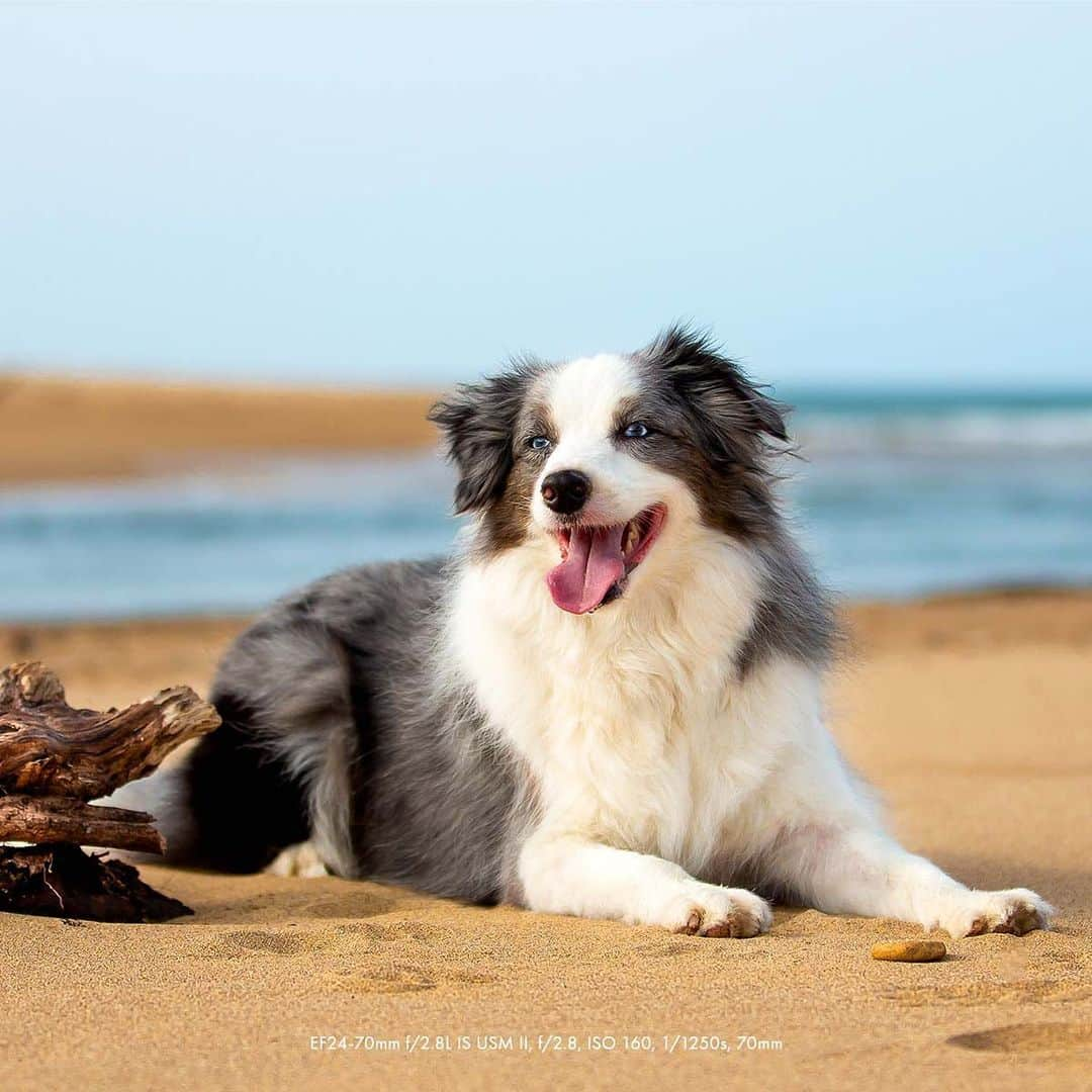 Canon Asiaのインスタグラム：「Pet photography sounds like a very cute-sy genre (which it is) but there’s a lot of hard work involved! @matt.aslan shares his collection of do’s and don’ts when it comes to photographing pets, such as the importance of staying relaxed and the mistake of being overly reliant on treats .  Get the full story here – link in bio! - #TeamCanon #CanonAsia #CanonPhotography #CanonPhoto #CanonImages #CanonEOSR #Mirrorless #CanonLens #CanonColourScience #IAmCanon #PetPhotography」