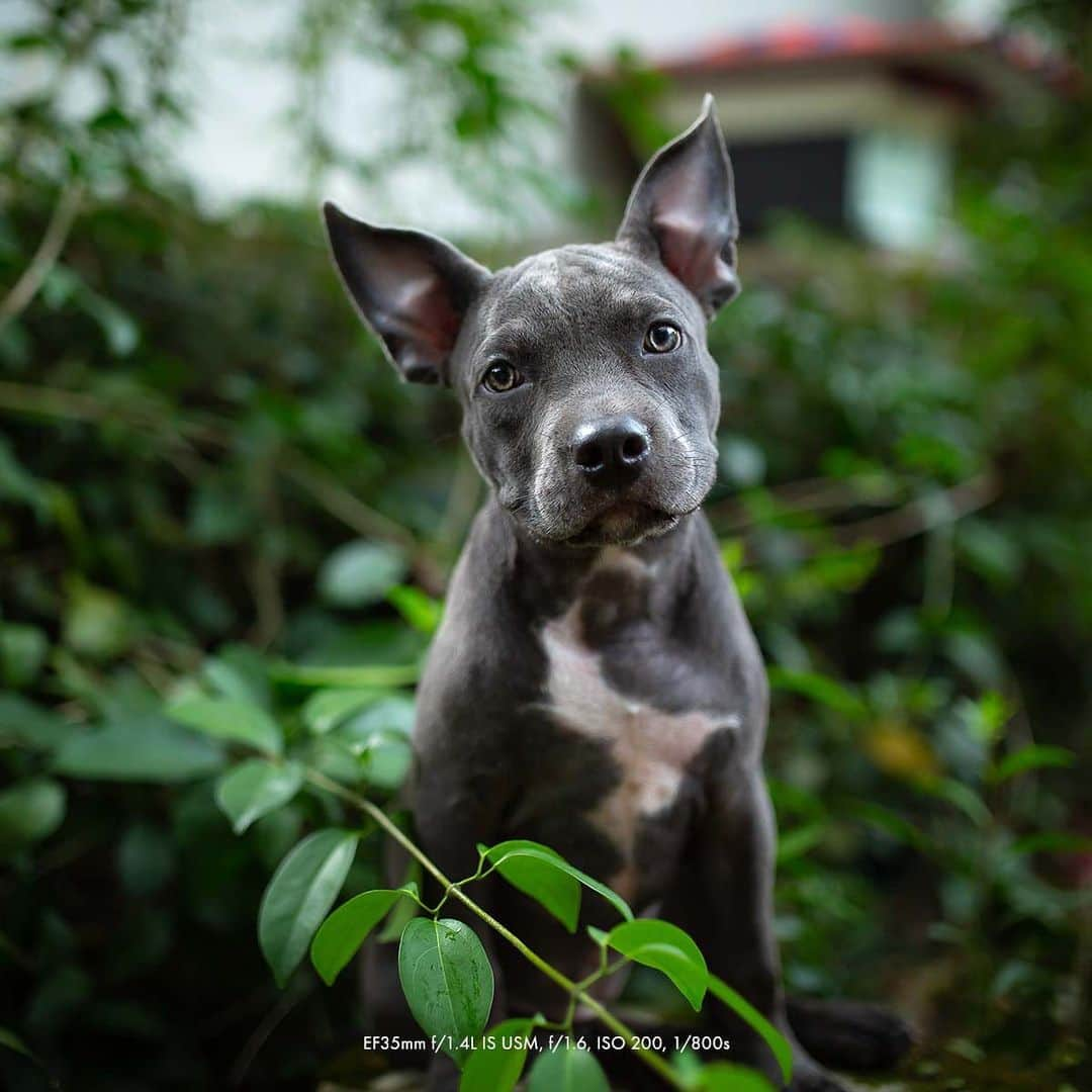 Canon Asiaさんのインスタグラム写真 - (Canon AsiaInstagram)「Pet photography sounds like a very cute-sy genre (which it is) but there’s a lot of hard work involved! @matt.aslan shares his collection of do’s and don’ts when it comes to photographing pets, such as the importance of staying relaxed and the mistake of being overly reliant on treats .  Get the full story here – link in bio! - #TeamCanon #CanonAsia #CanonPhotography #CanonPhoto #CanonImages #CanonEOSR #Mirrorless #CanonLens #CanonColourScience #IAmCanon #PetPhotography」11月6日 13時05分 - canonasia