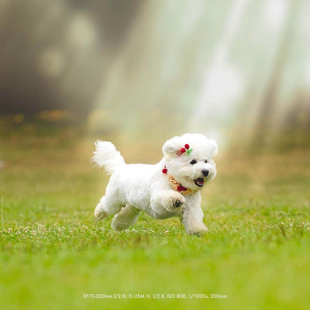 Canon Asiaさんのインスタグラム写真 - (Canon AsiaInstagram)「Pet photography sounds like a very cute-sy genre (which it is) but there’s a lot of hard work involved! @matt.aslan shares his collection of do’s and don’ts when it comes to photographing pets, such as the importance of staying relaxed and the mistake of being overly reliant on treats .  Get the full story here – link in bio! - #TeamCanon #CanonAsia #CanonPhotography #CanonPhoto #CanonImages #CanonEOSR #Mirrorless #CanonLens #CanonColourScience #IAmCanon #PetPhotography」11月6日 13時05分 - canonasia