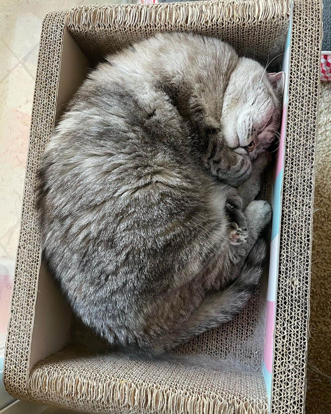 nala_catさんのインスタグラム写真 - (nala_catInstagram)「Sweet dreams 😽   #meow #cute #cats #catsofinstagram」11月6日 13時55分 - nala_cat