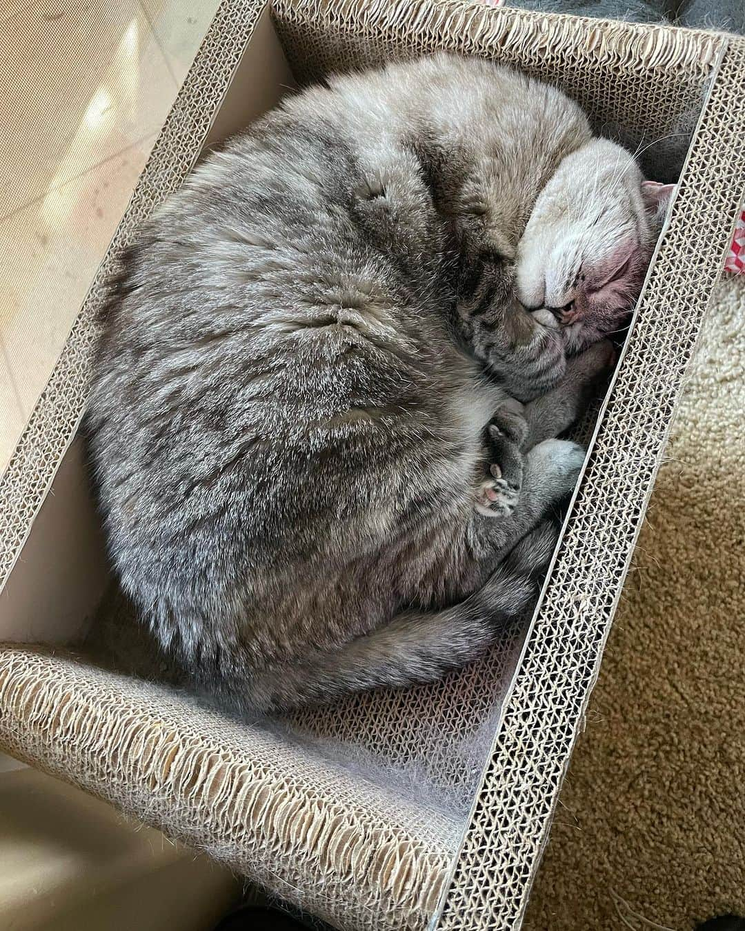 nala_catさんのインスタグラム写真 - (nala_catInstagram)「Sweet dreams 😽   #meow #cute #cats #catsofinstagram」11月6日 13時55分 - nala_cat