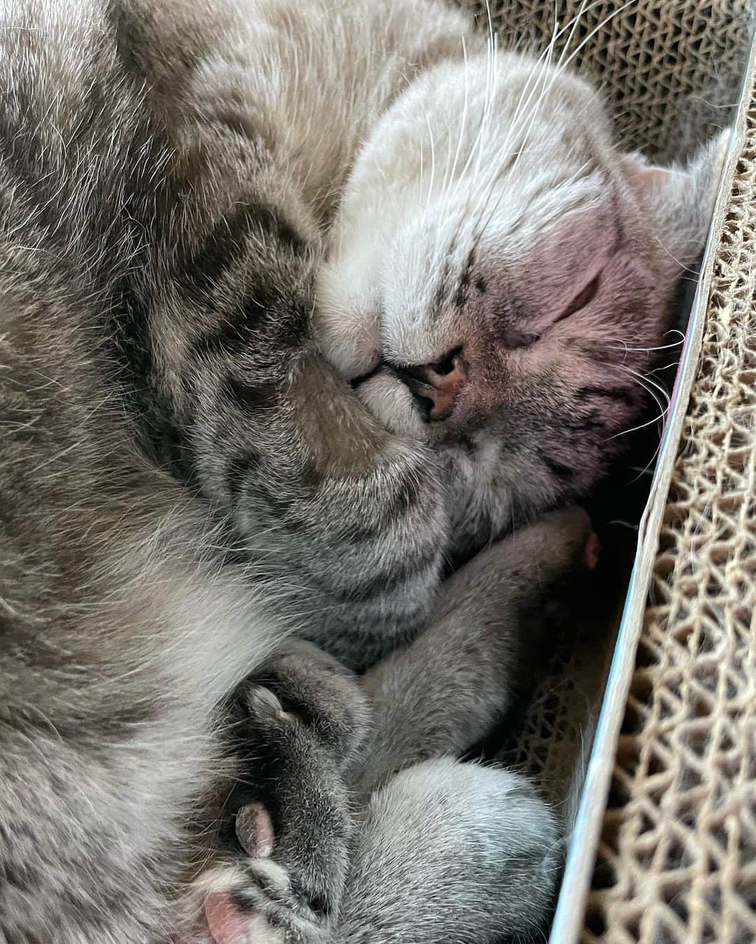 nala_catさんのインスタグラム写真 - (nala_catInstagram)「Sweet dreams 😽   #meow #cute #cats #catsofinstagram」11月6日 13時55分 - nala_cat